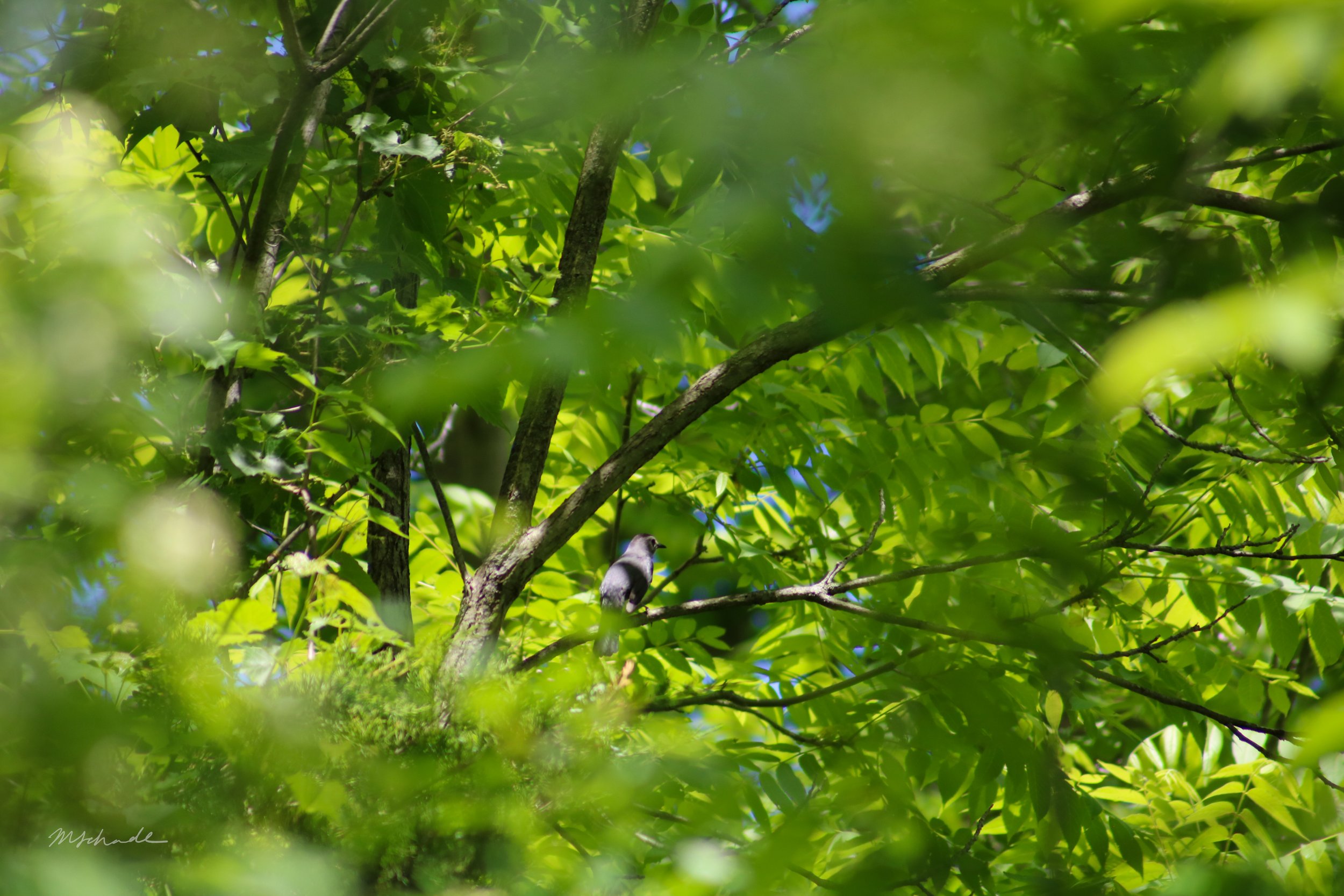 Dunnville, ON, 2026-06-13