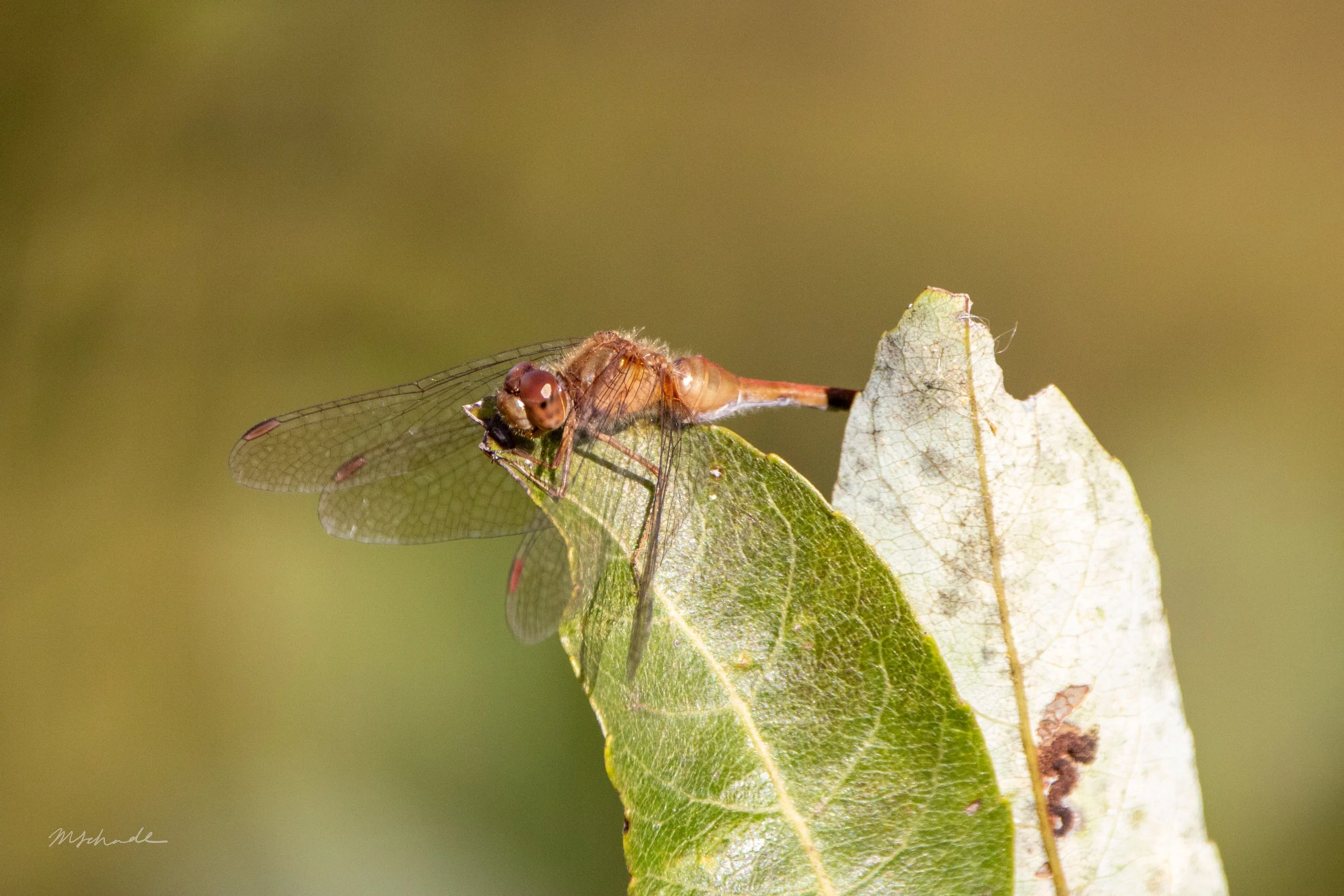 Autumn Meadowhawk