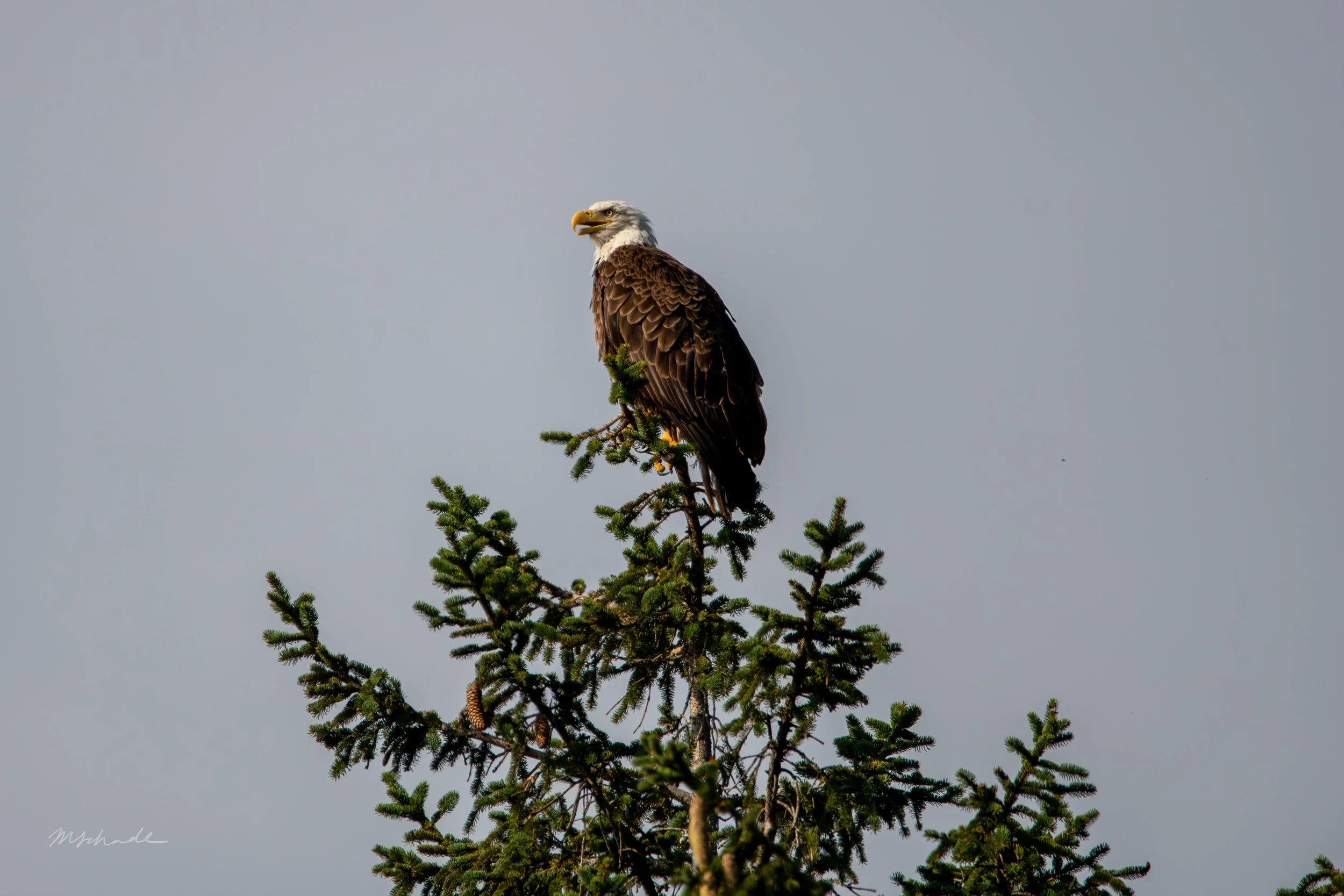 Bronte, ON, 2026-08-19