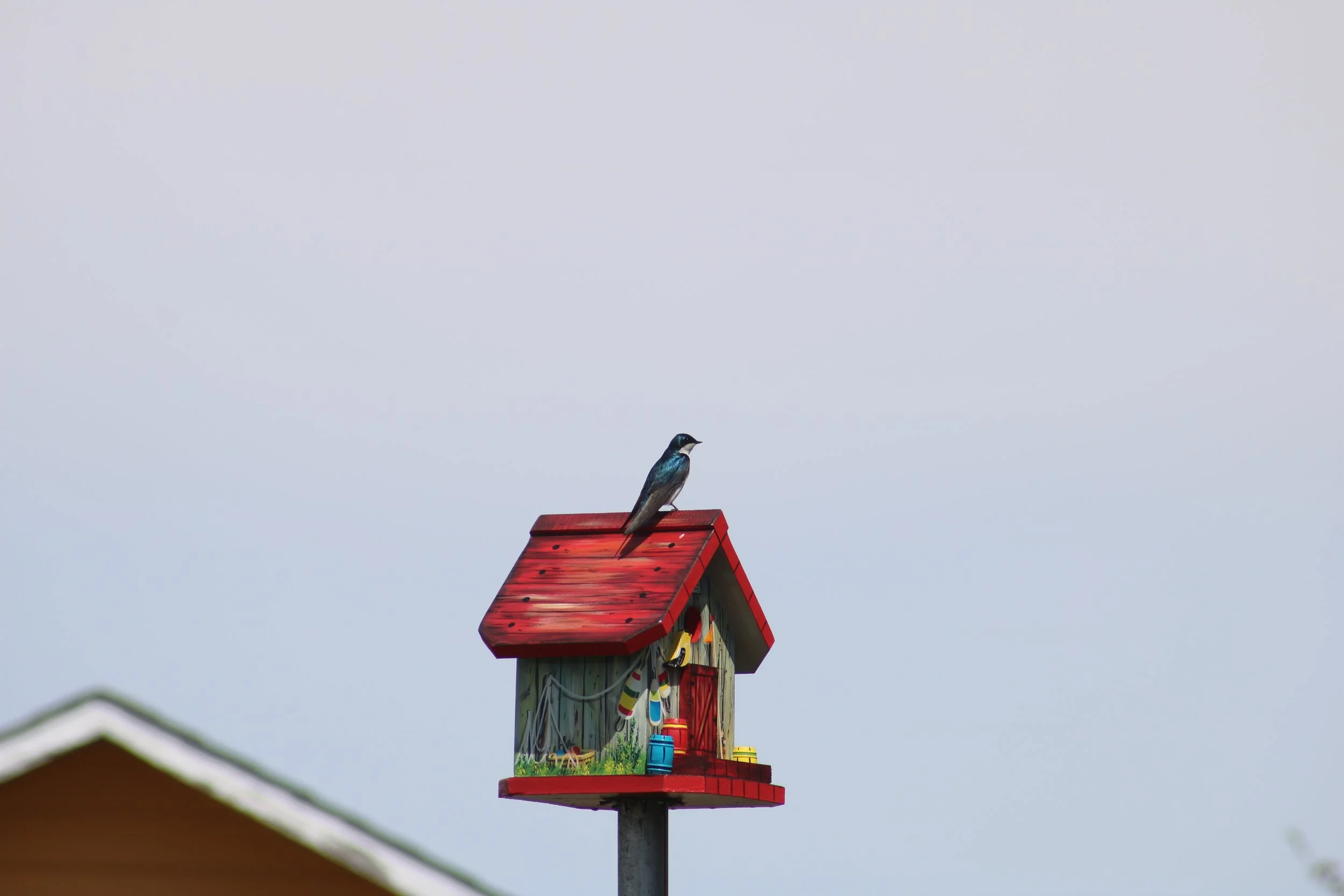 IMG_2364.JPG