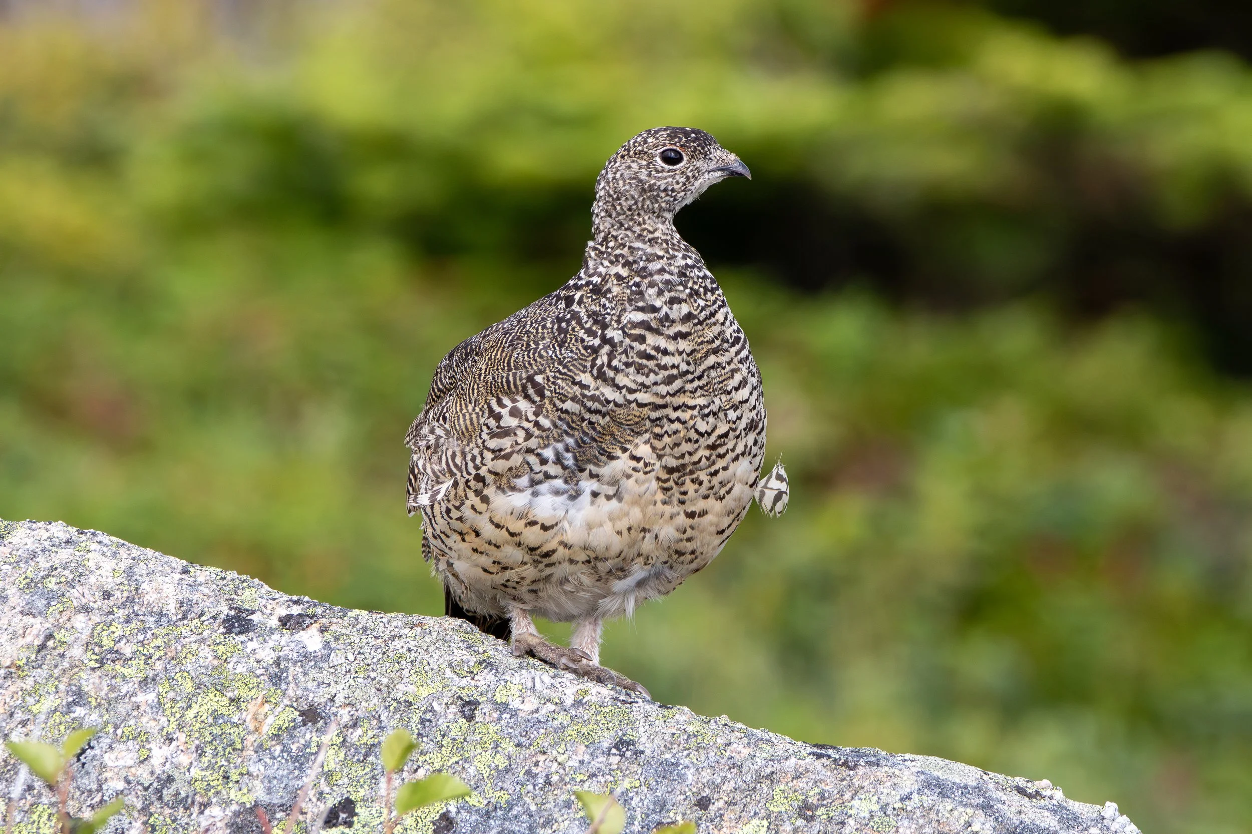 Magical Chicken of the North