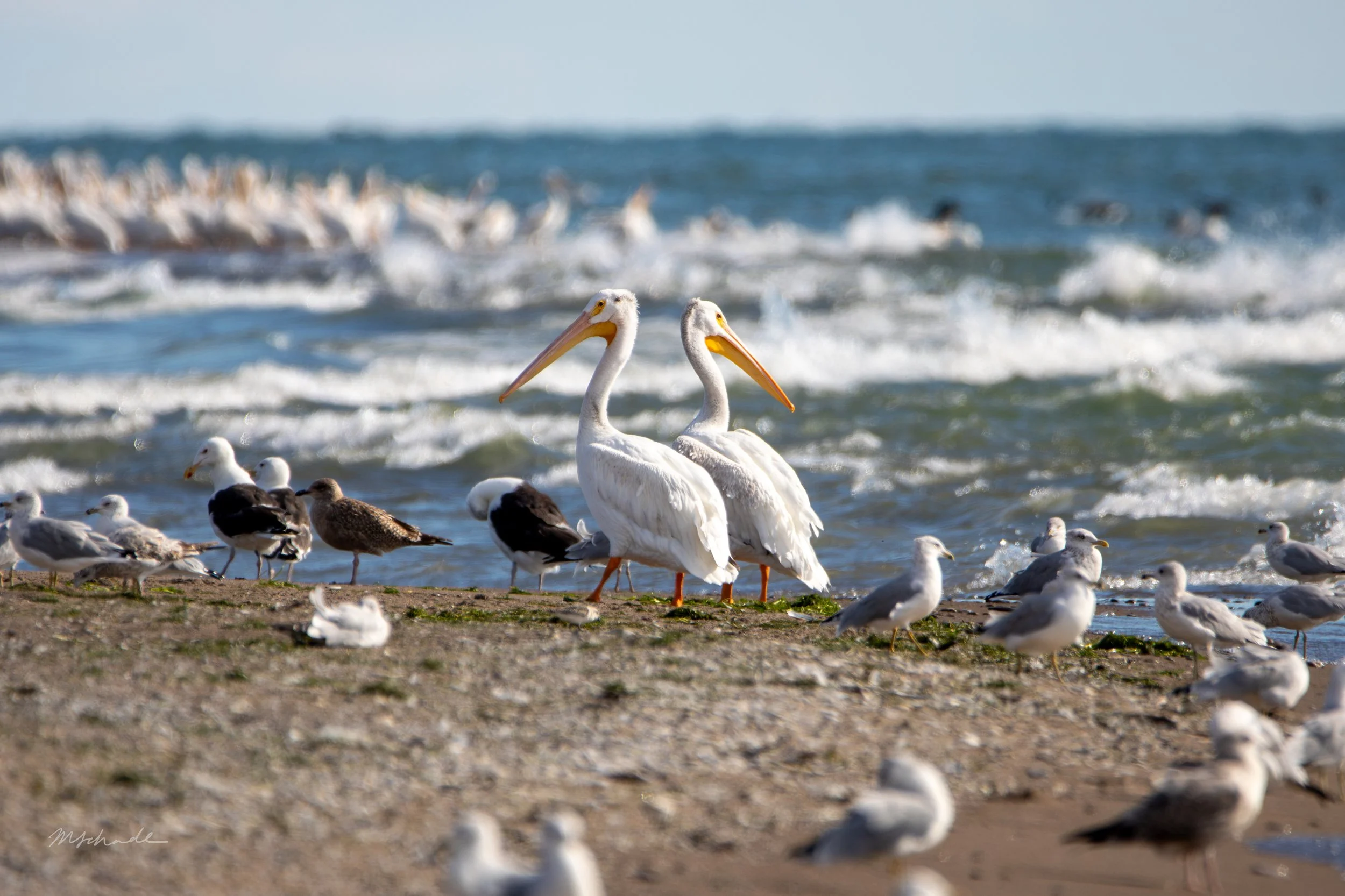 Pelee Island, ON, 2026-09-18 (+ various gulls)