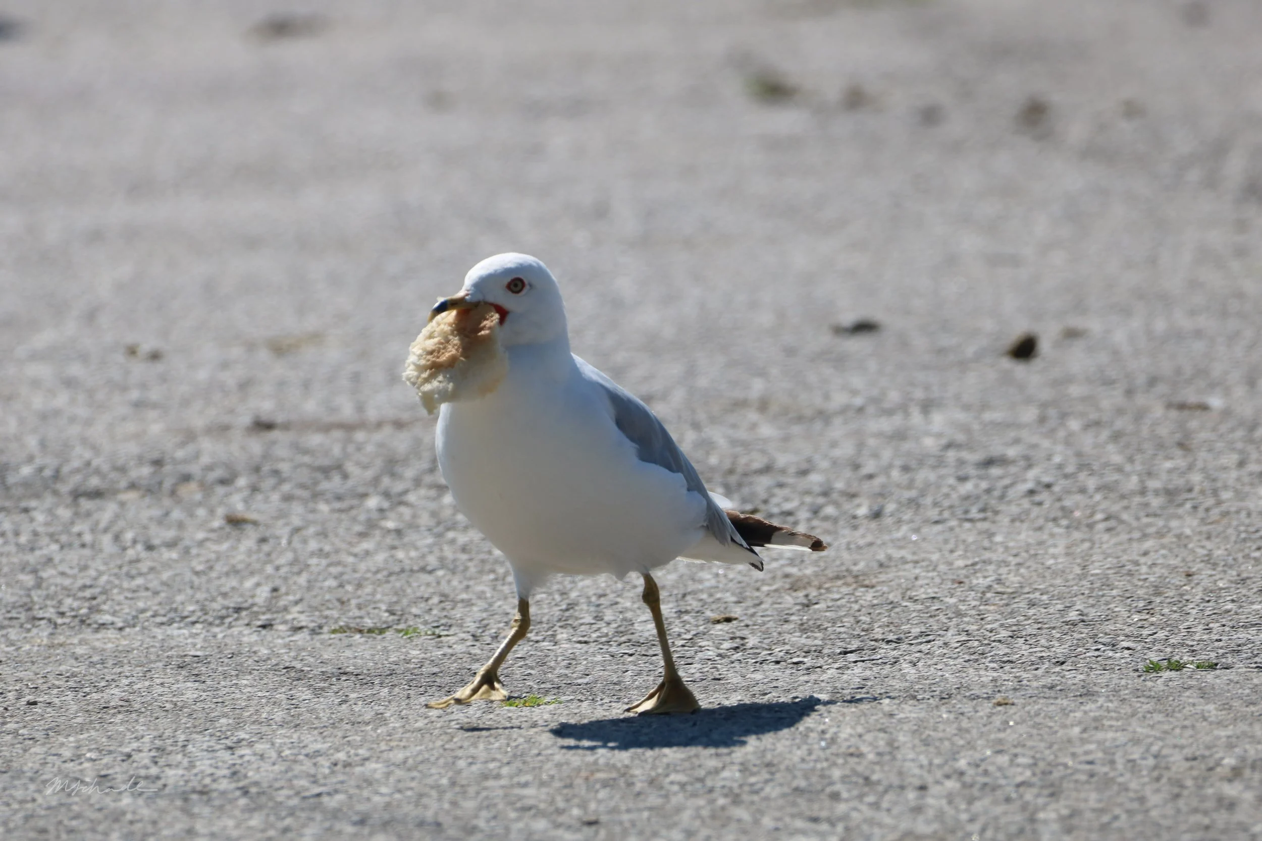 Ring-billed Gull (2).jpg