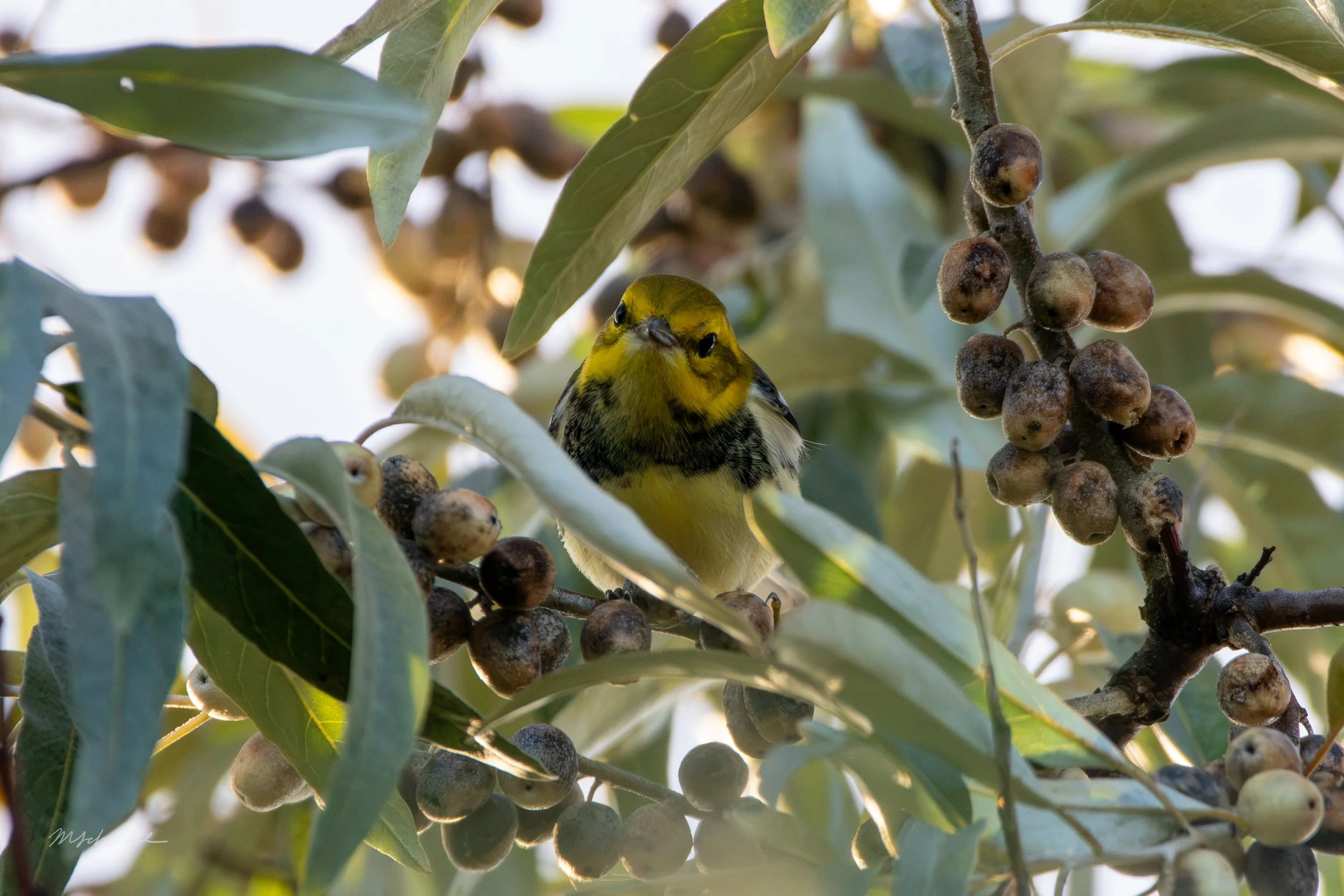 Black-throated Green Warbler (1).jpg