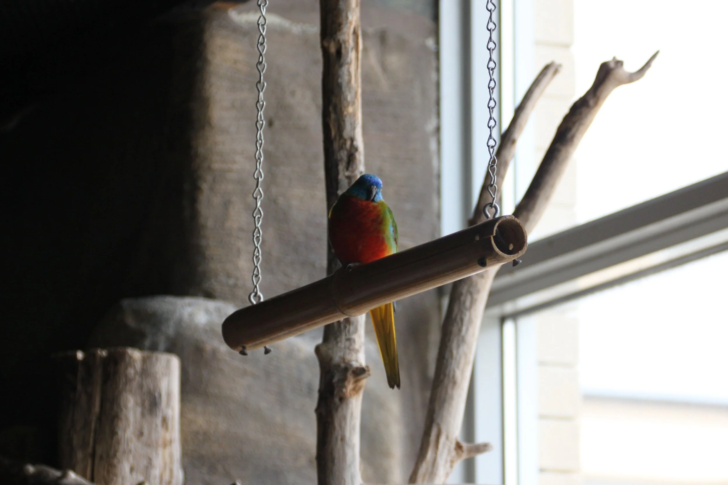 Eastern Rosella.JPG
