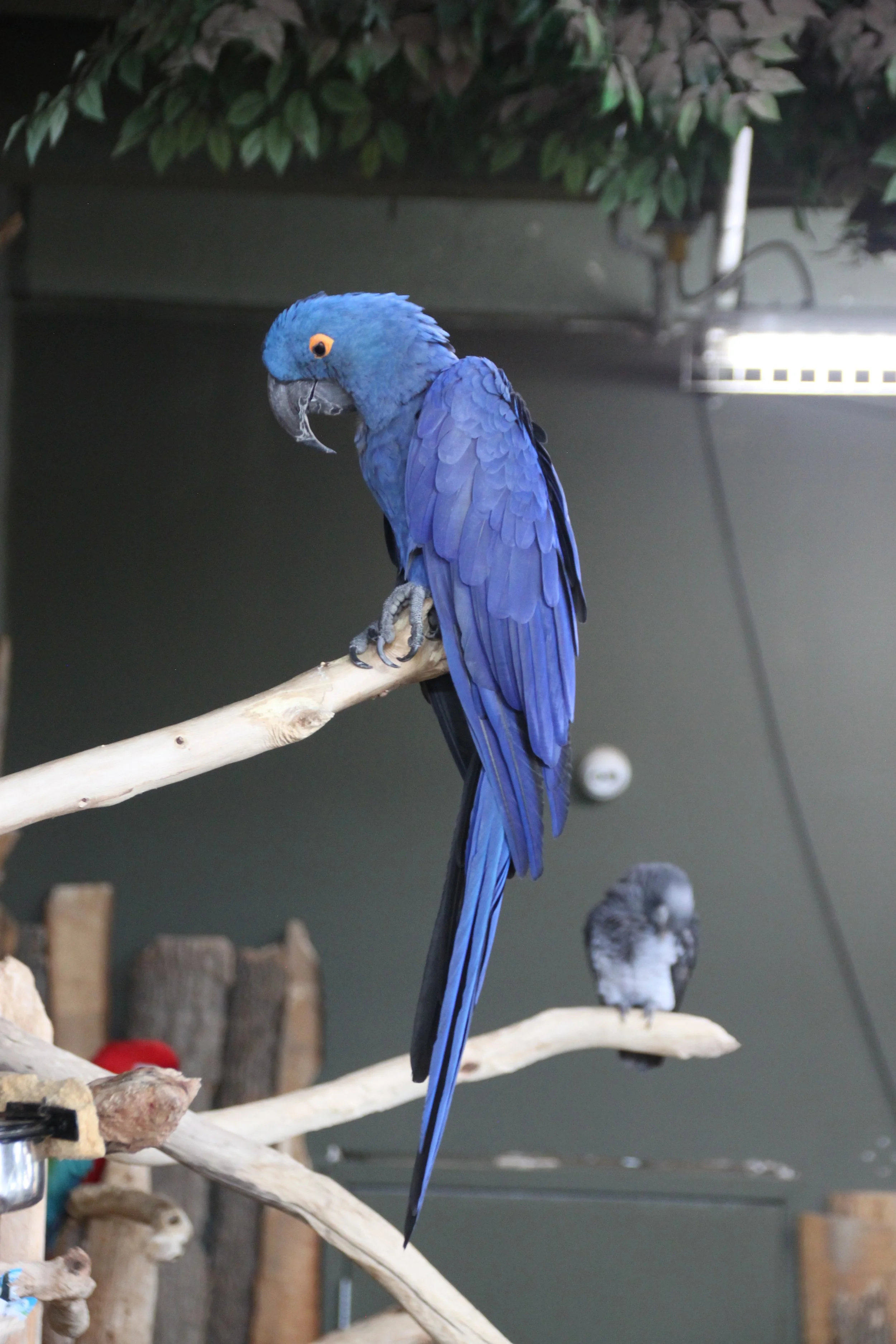 Hyacinth Macaw 1.JPG