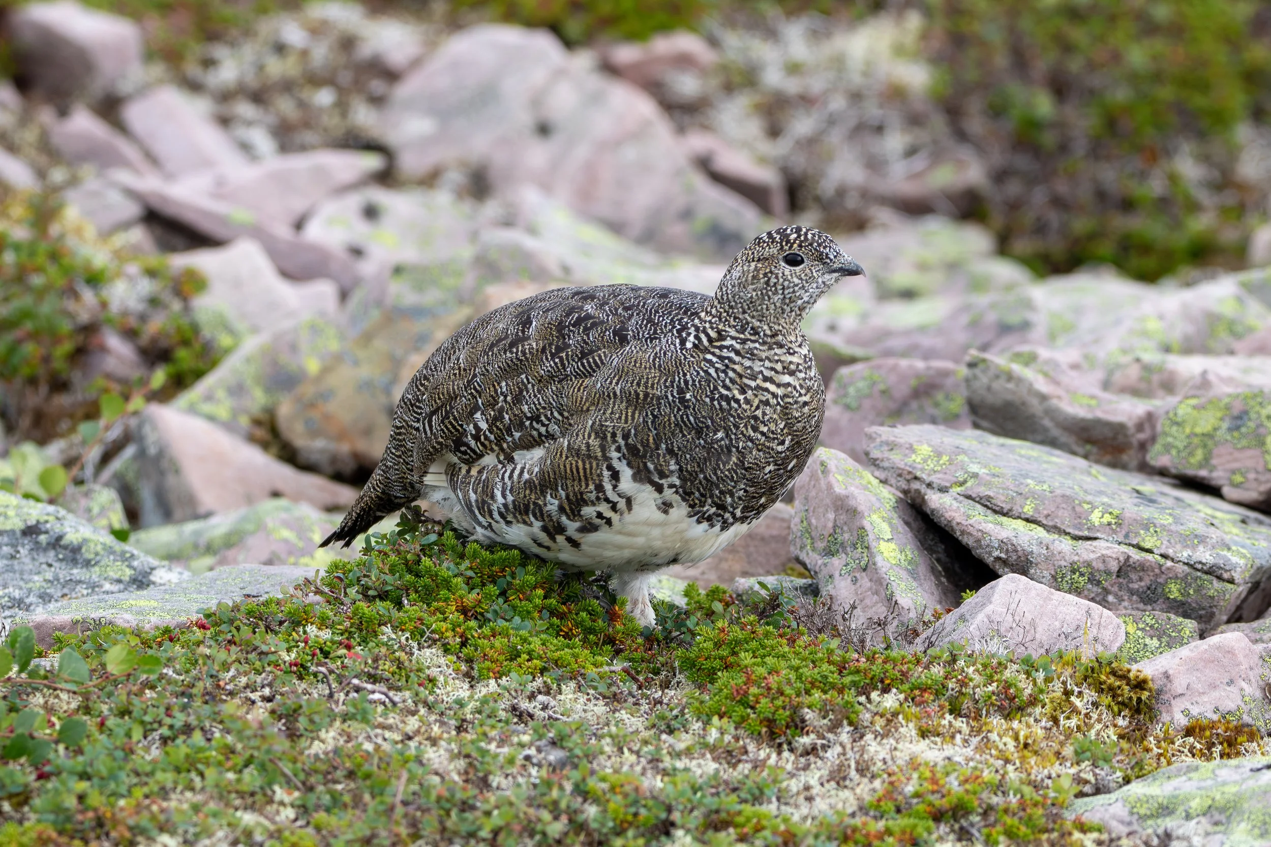 Gros Morne Summit, NL, 2026-08-13