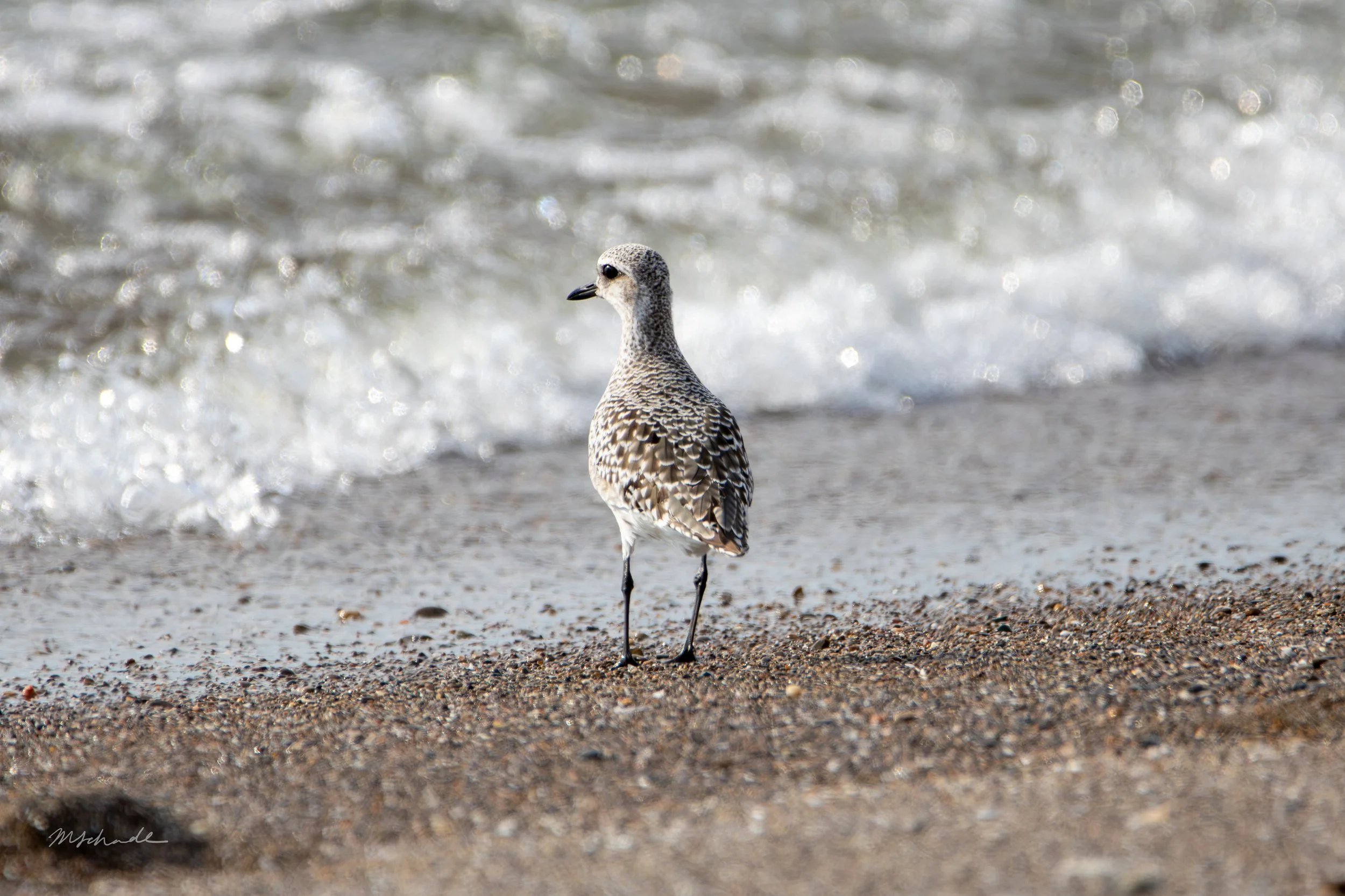 Pelee Island, ON, 2026-09-18