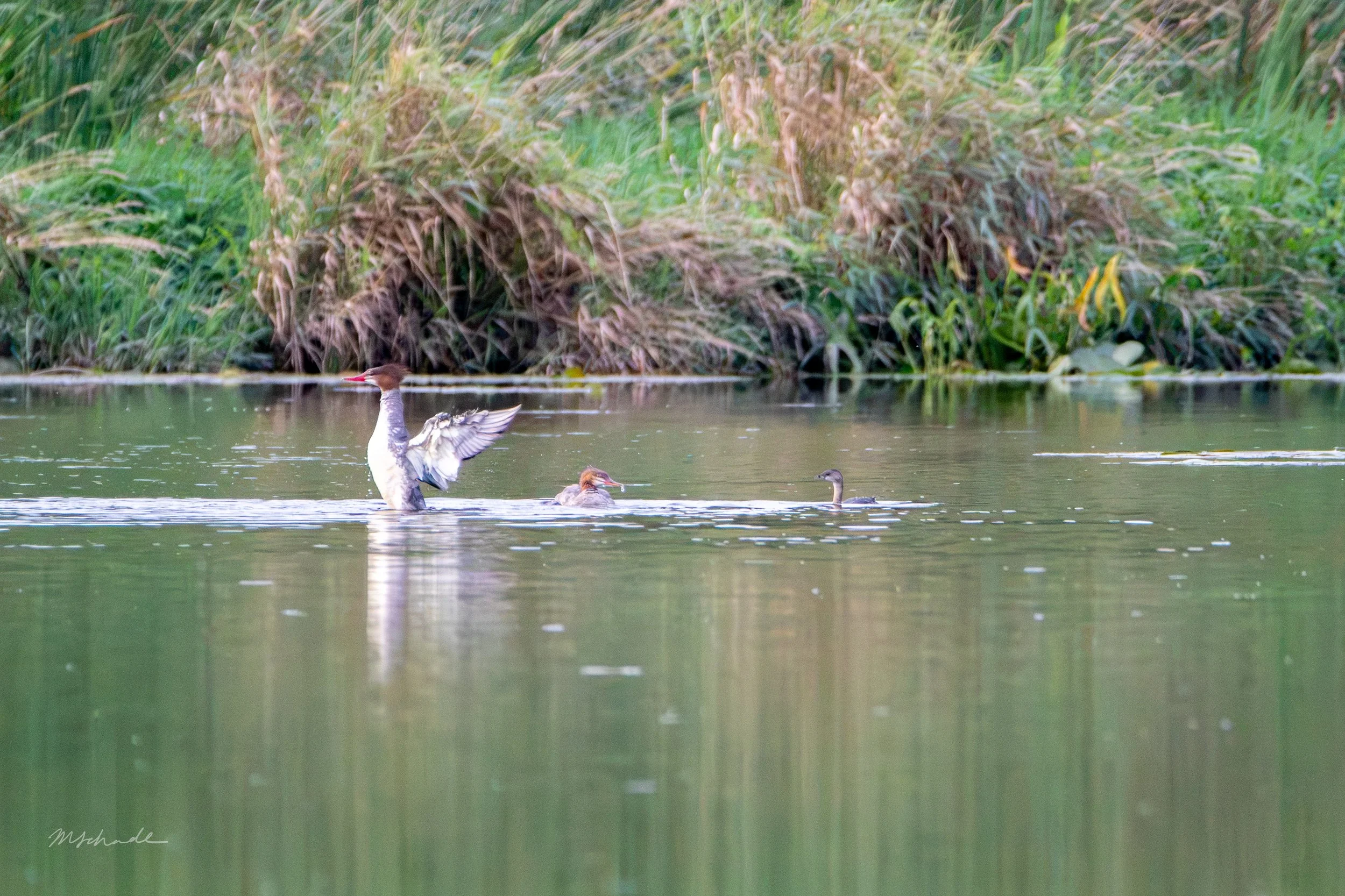 Cambridge, ON, 2026-09-04 + Pied-billed Grebe