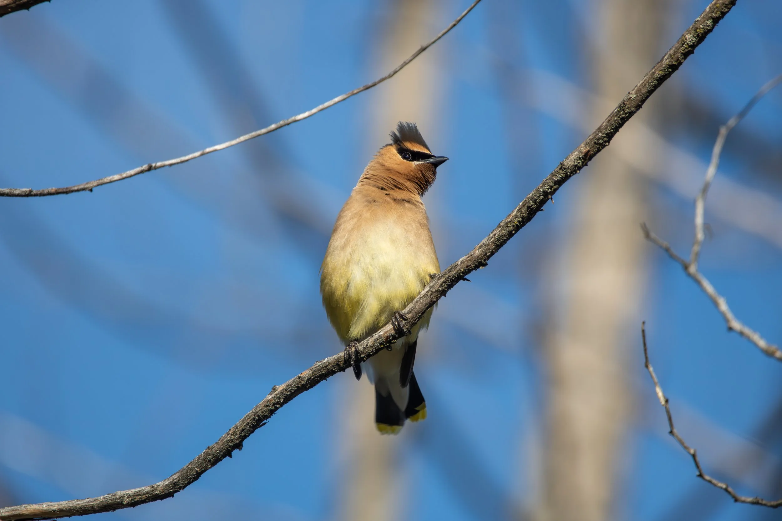 Cedar Waxwing posing.jpg