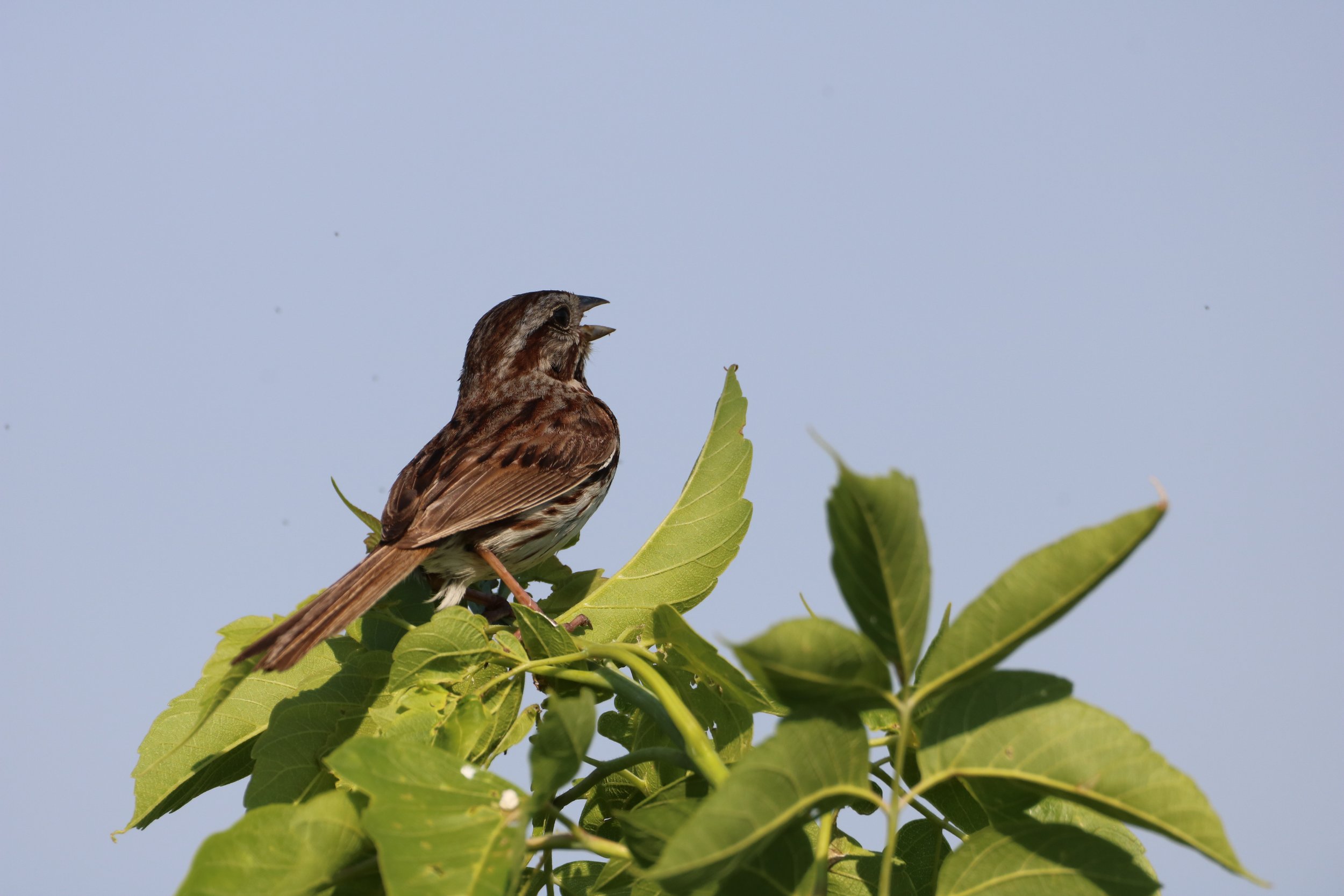 Conestogo, ON, 2026-07-13