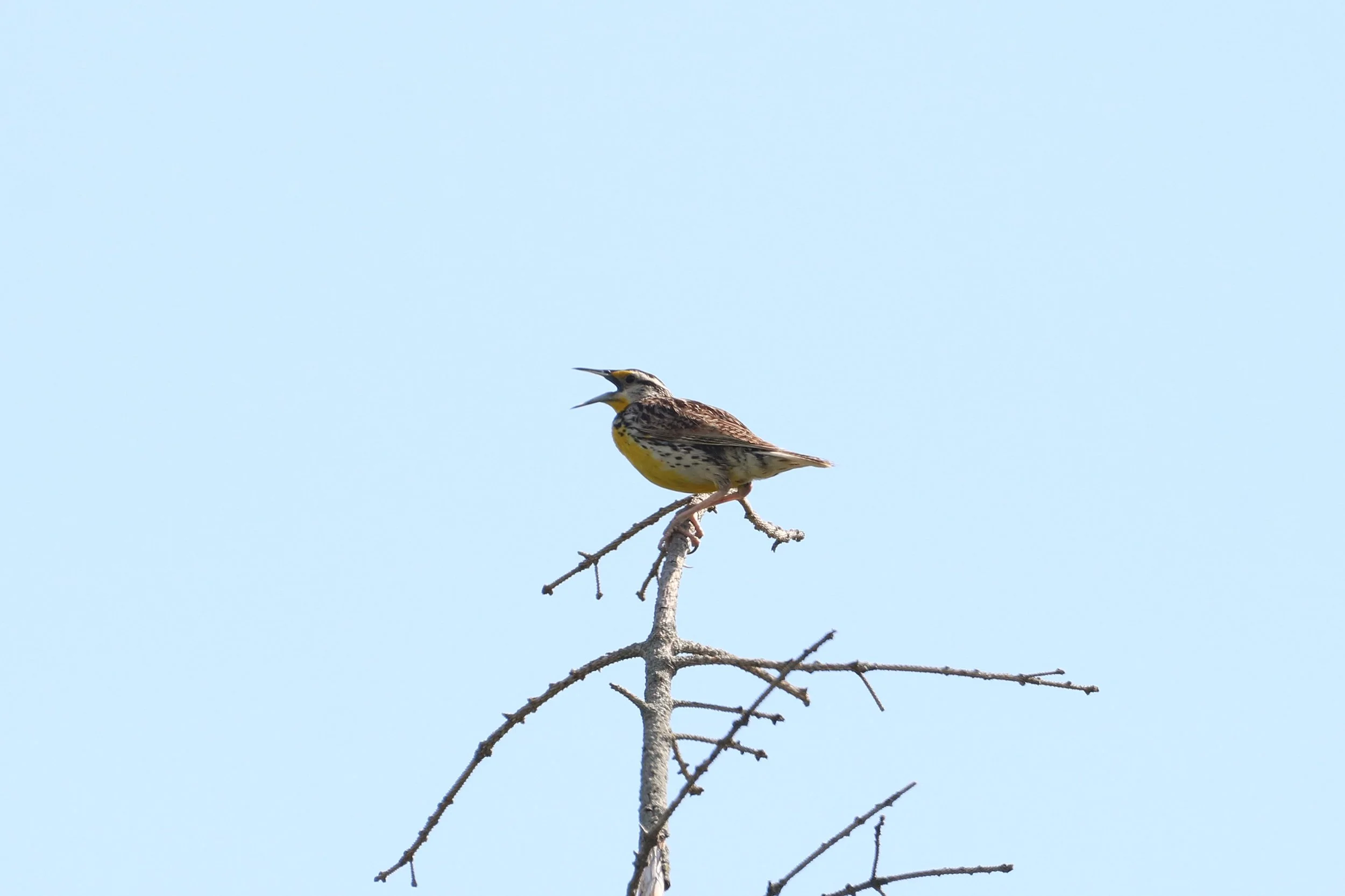 Eastern Meadowlark