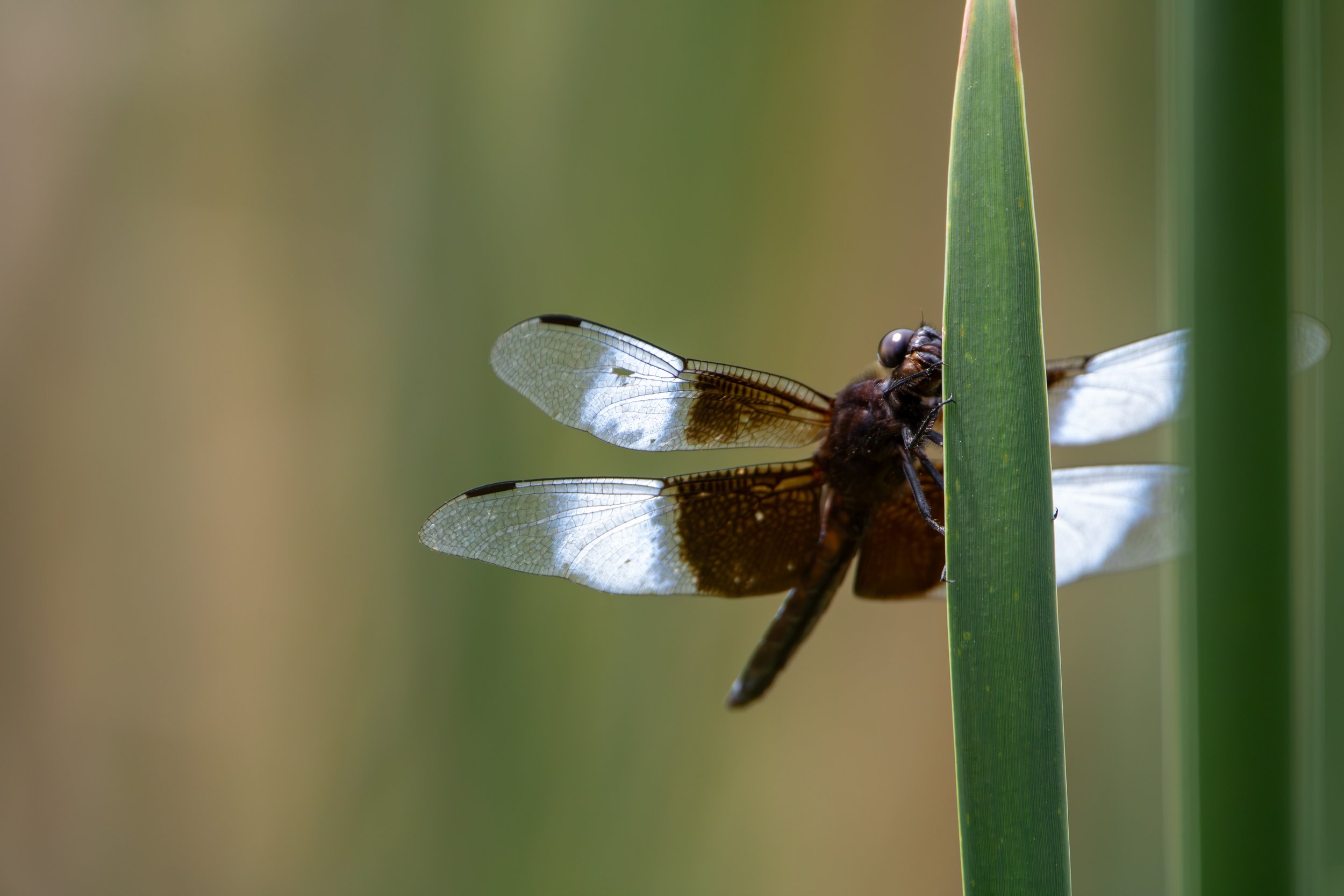 Widow Skimmer