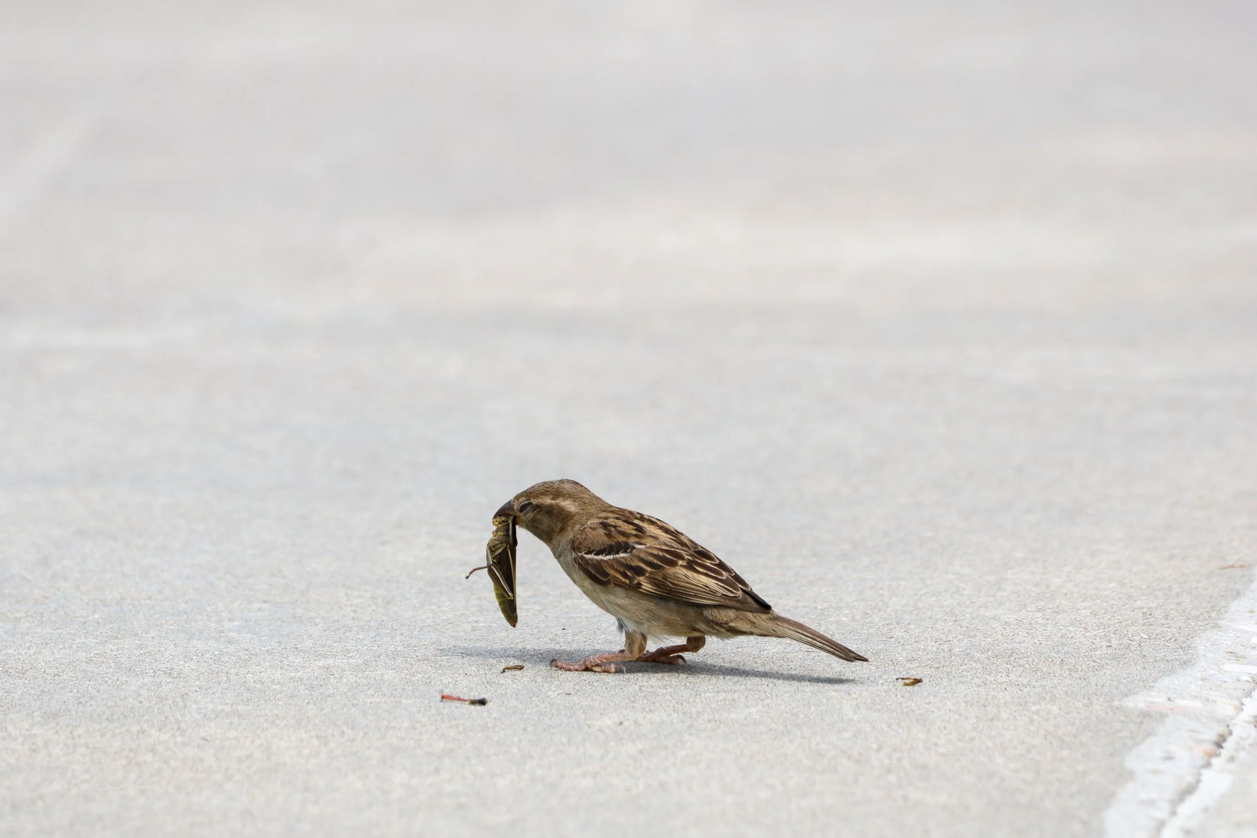 House Sparrow Female Snack.jpg