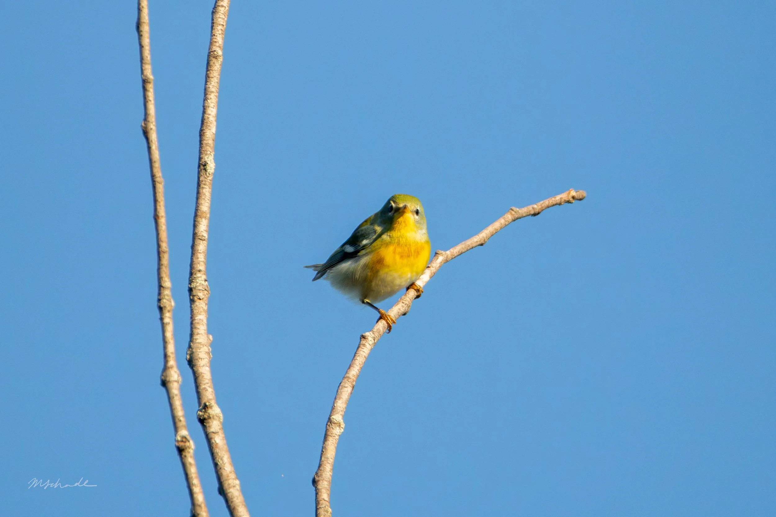 Northern Parula (3).jpg