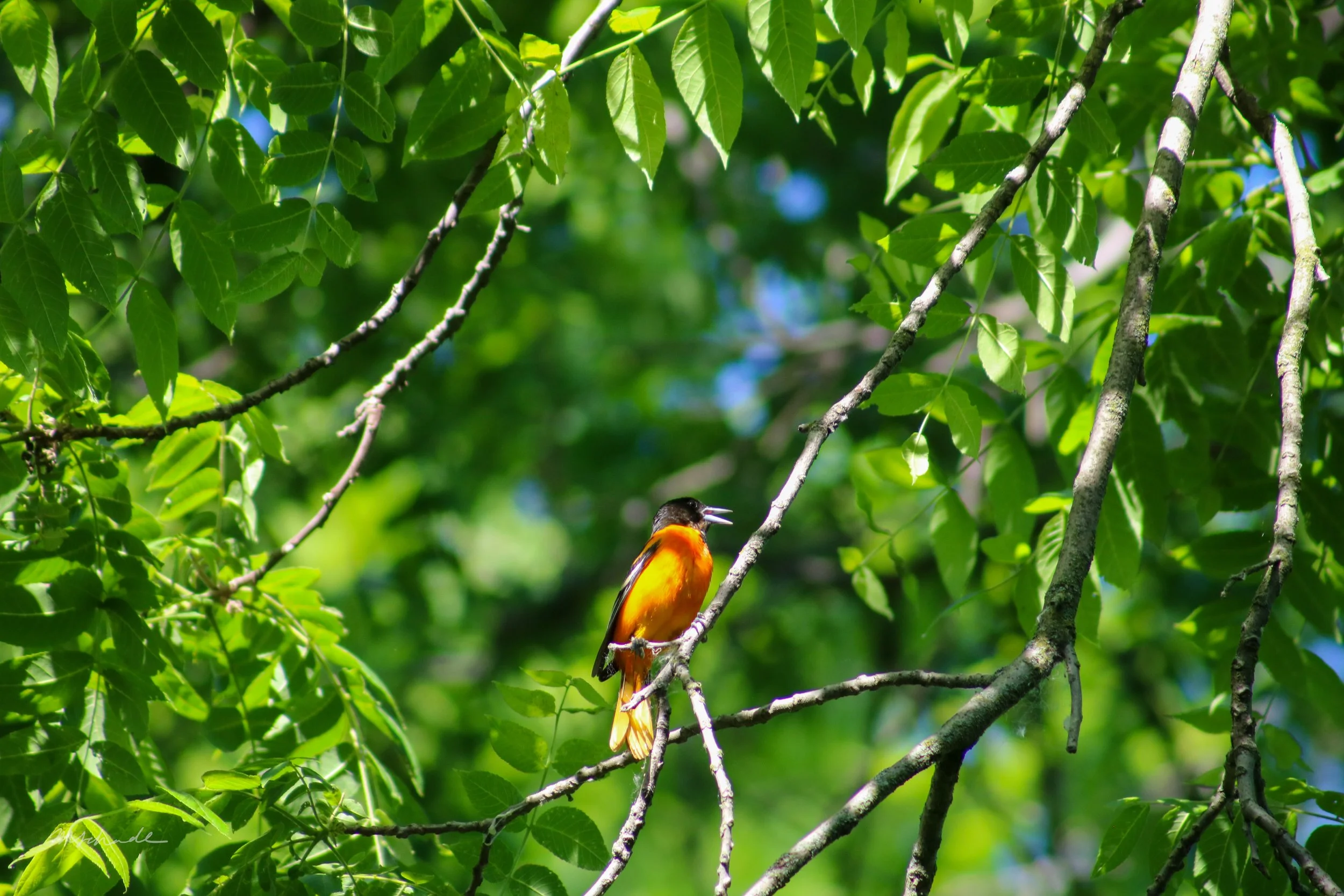 Bronte, ON, 2026-06-12