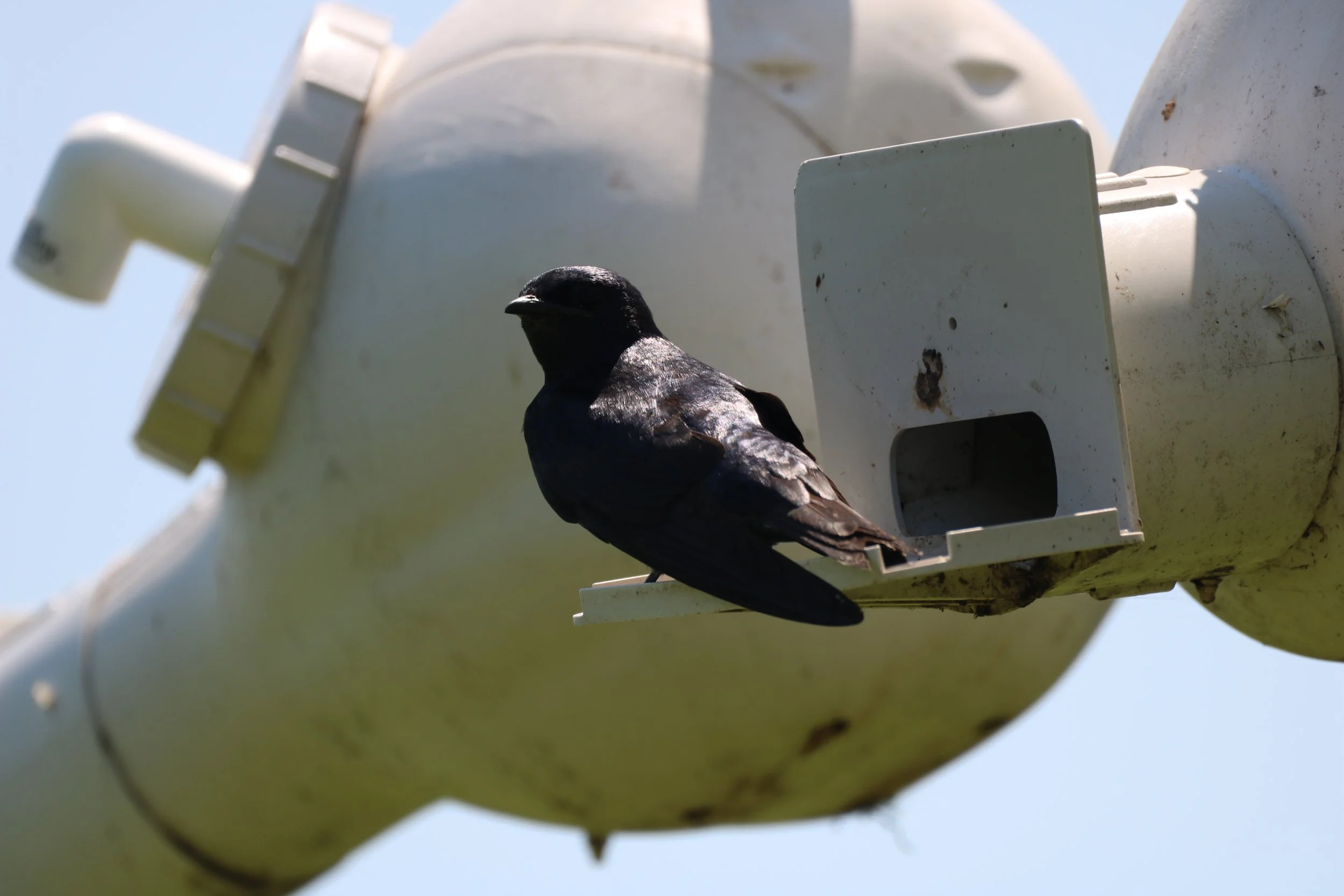 Grimsby, ON, 2026-07-12