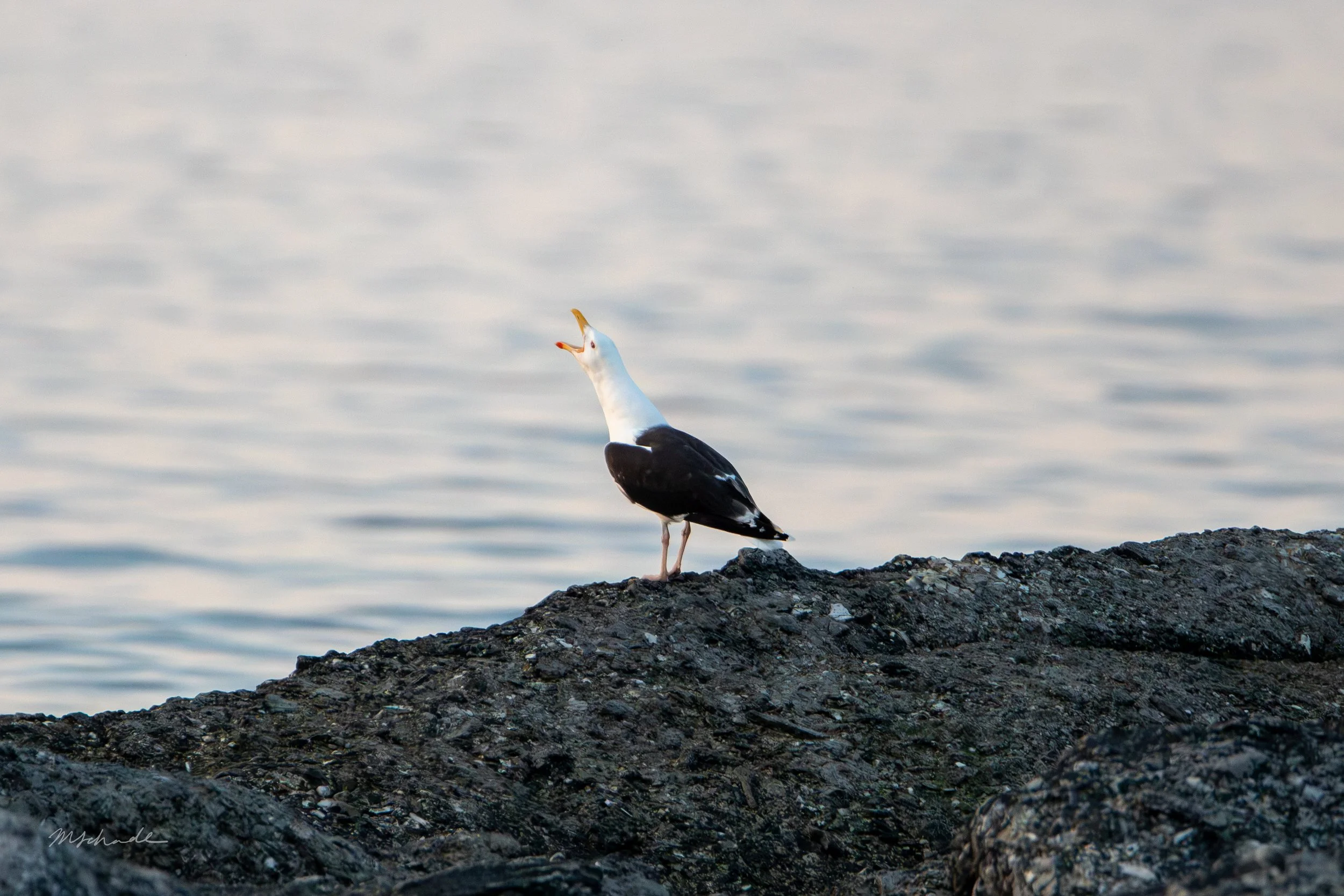Cow Head, NL, 2026-08-09