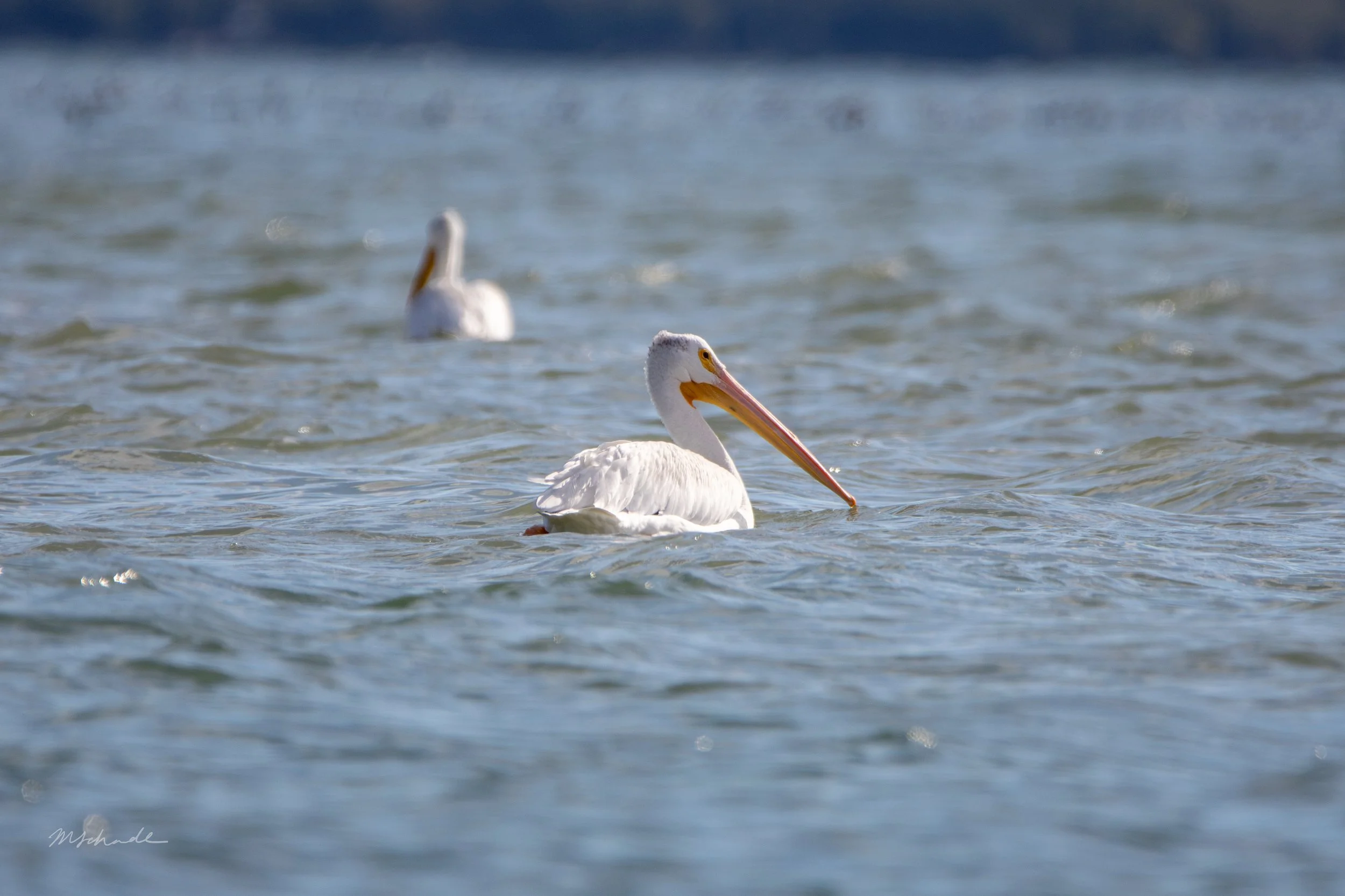 Pelee Island, ON, 2026-09-18