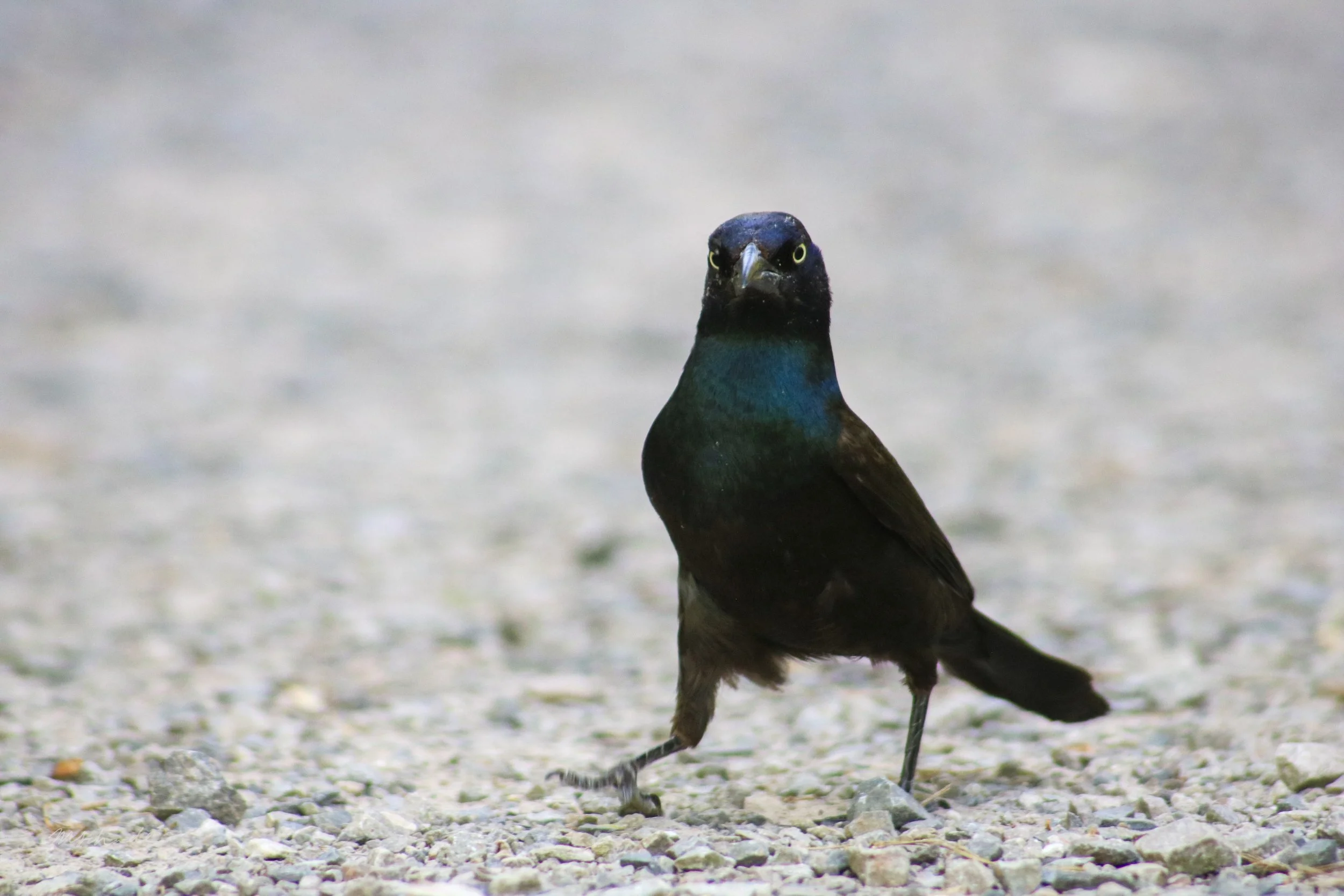 Common Grackle Posing.jpg