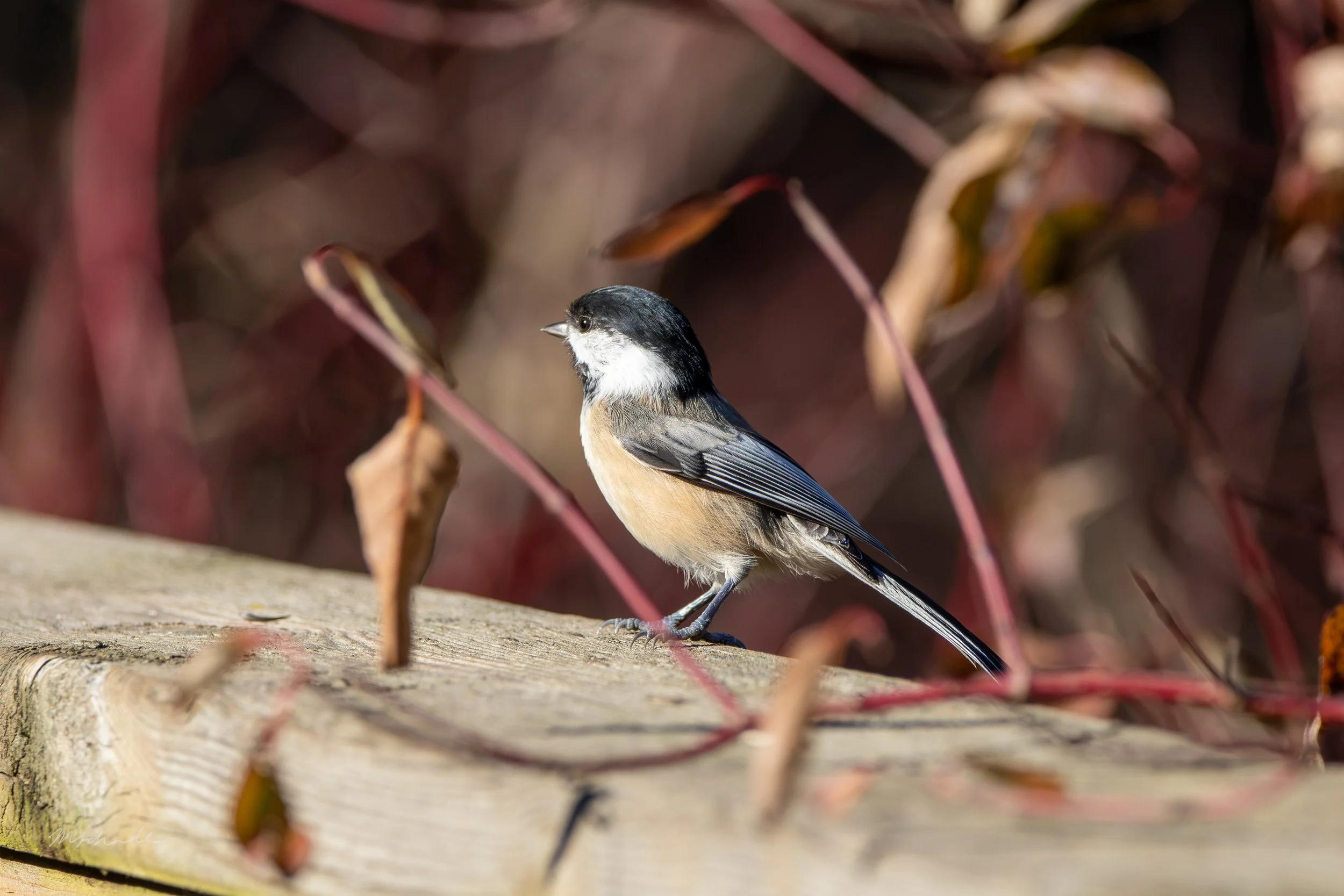 Black-capped Chickadee (9).jpg