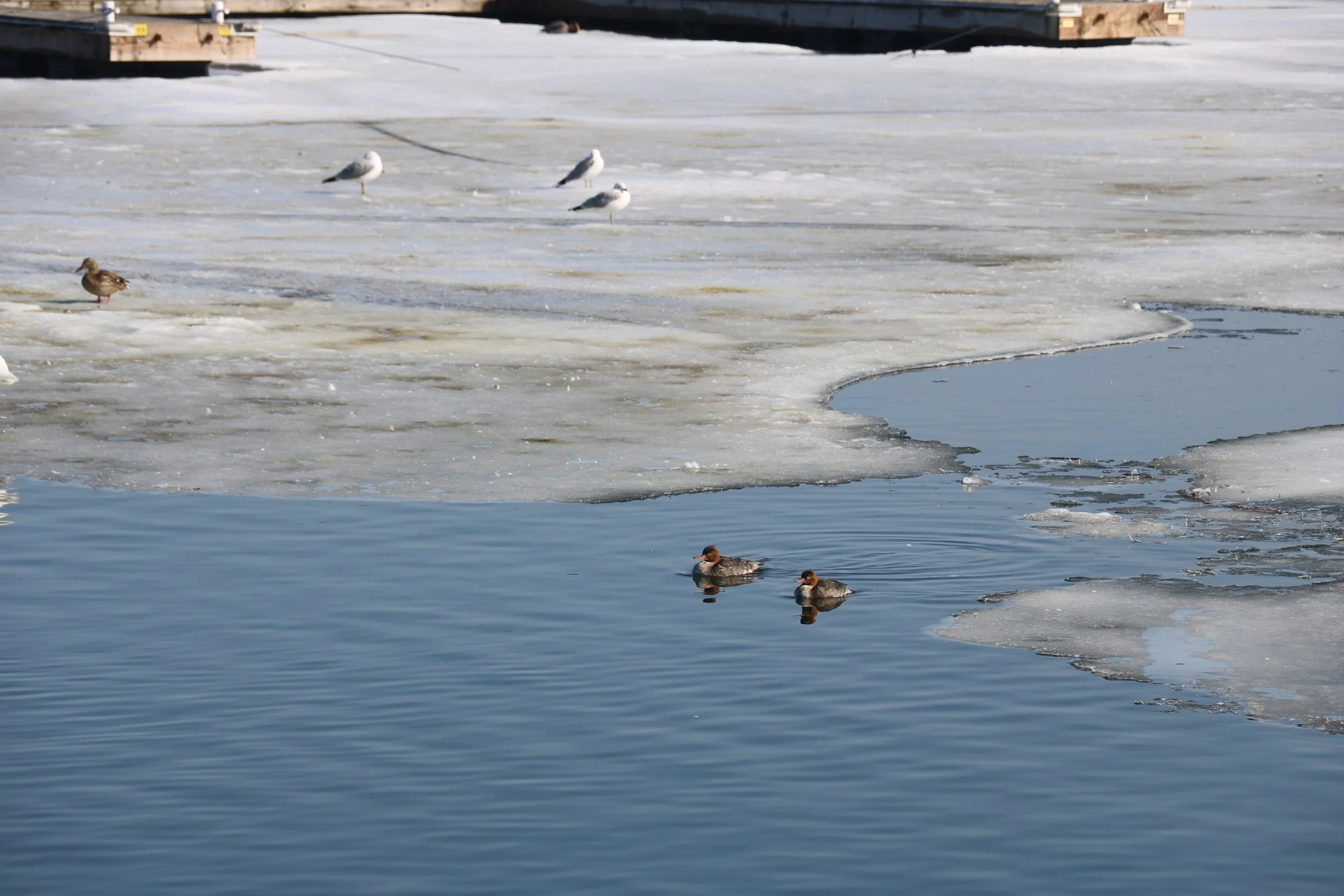 Red-breasted merganser female duo.JPG