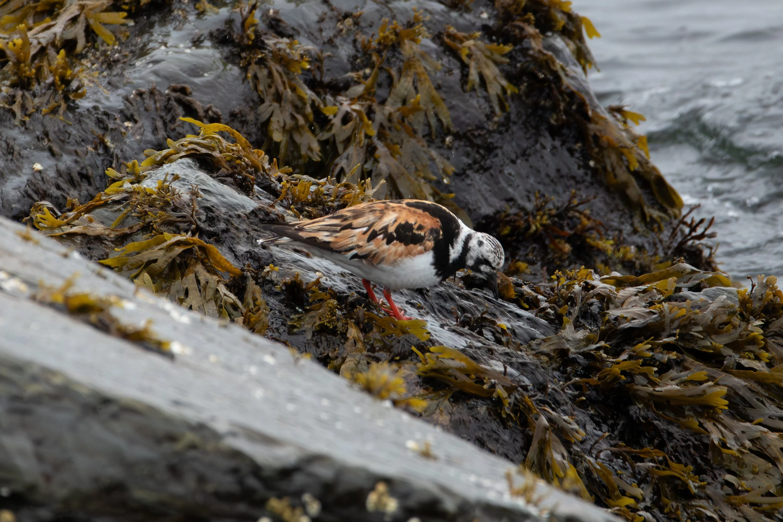 Cow Head, NL, 2026-08-05