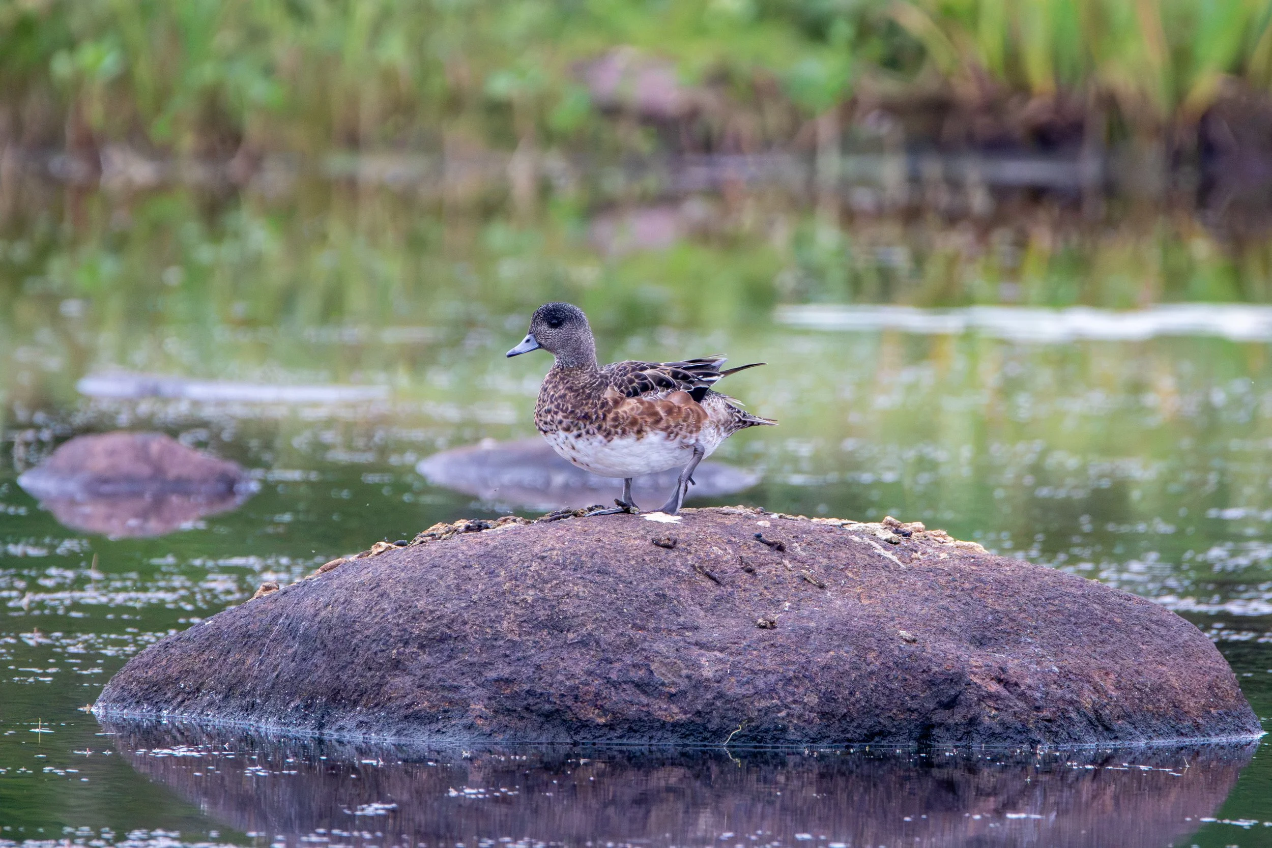 Gros Morne National Park, NL, 2026-08-17