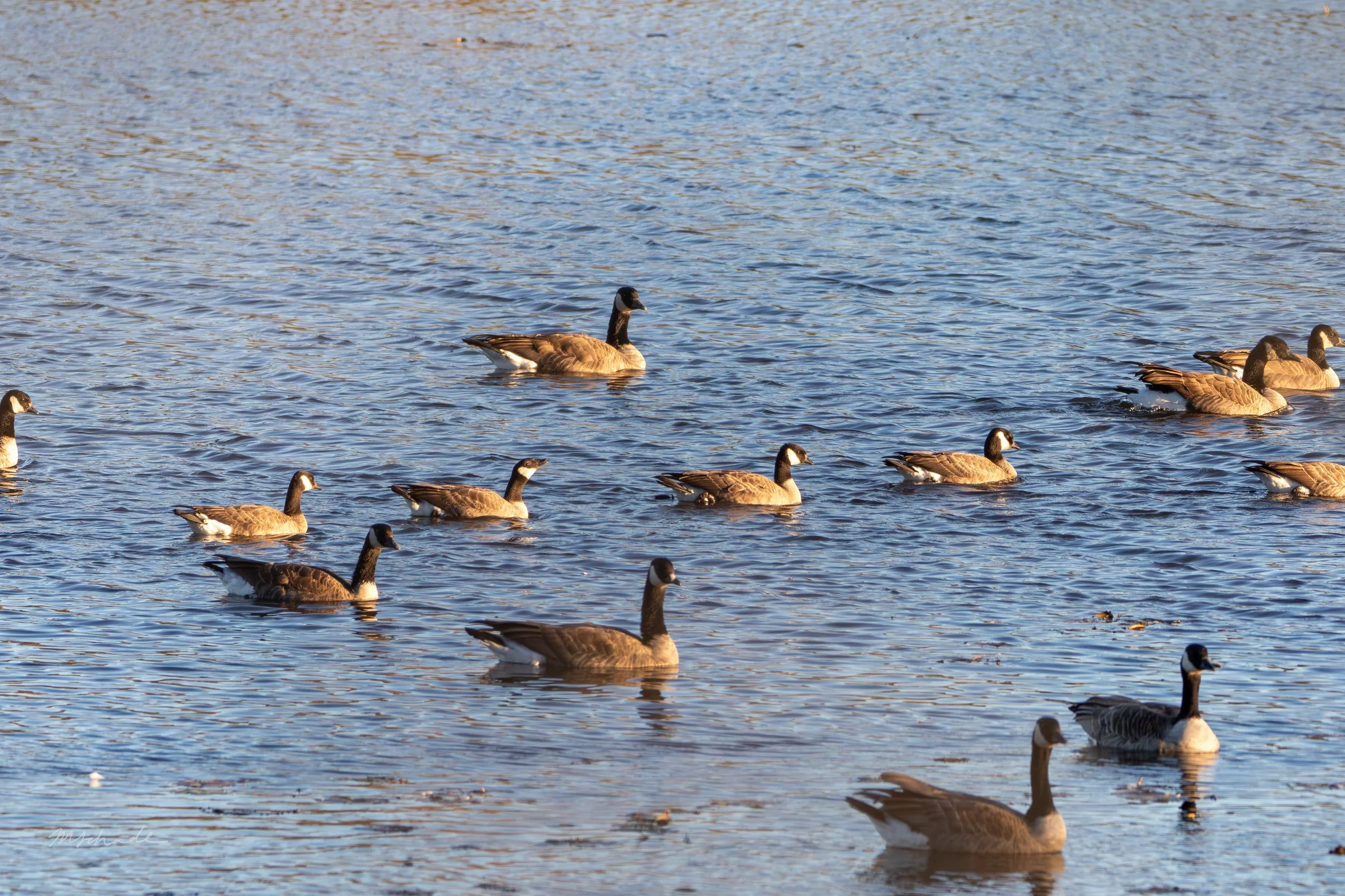 Cackling Goose + Canada Goose (2).jpg