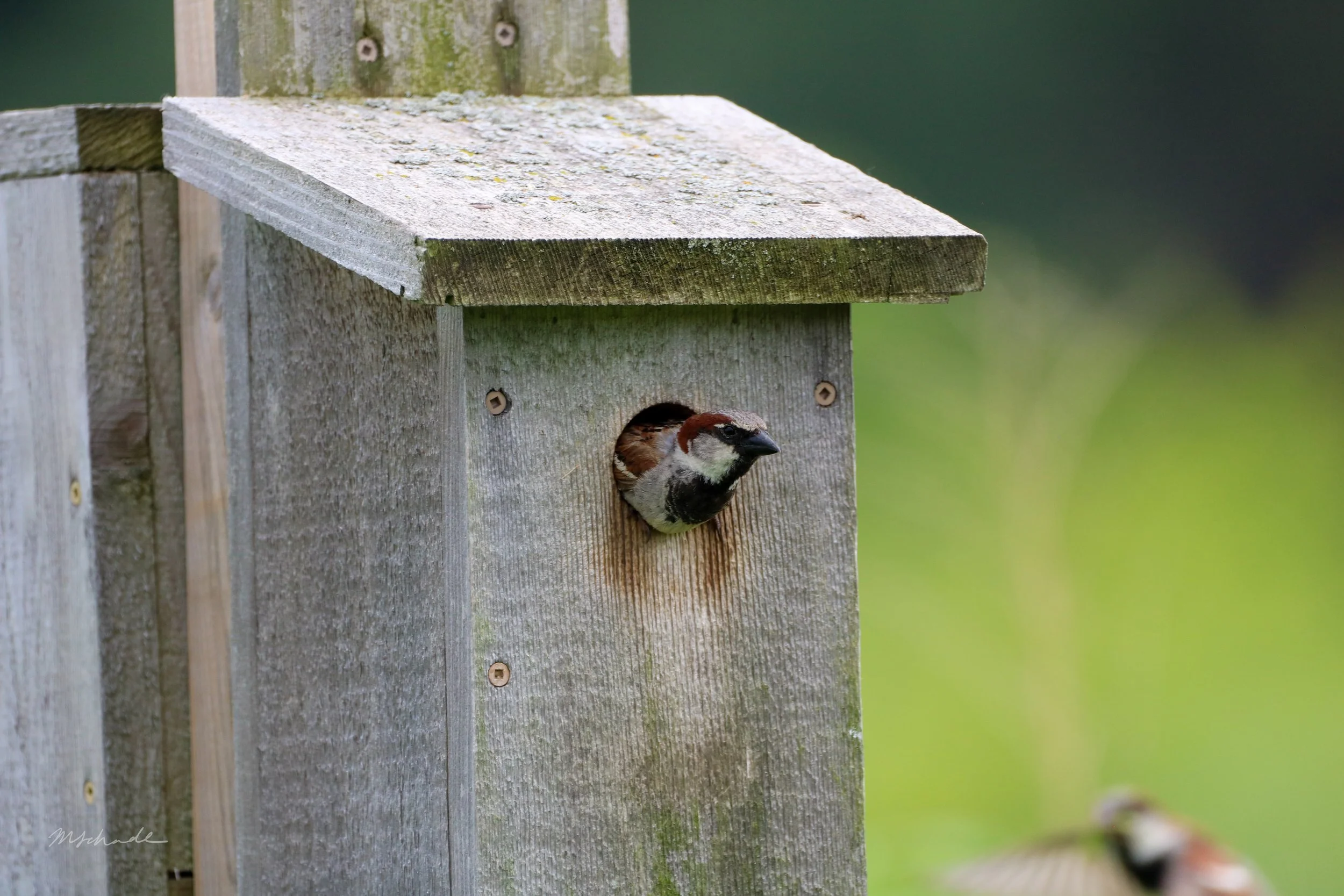 House Sparrow