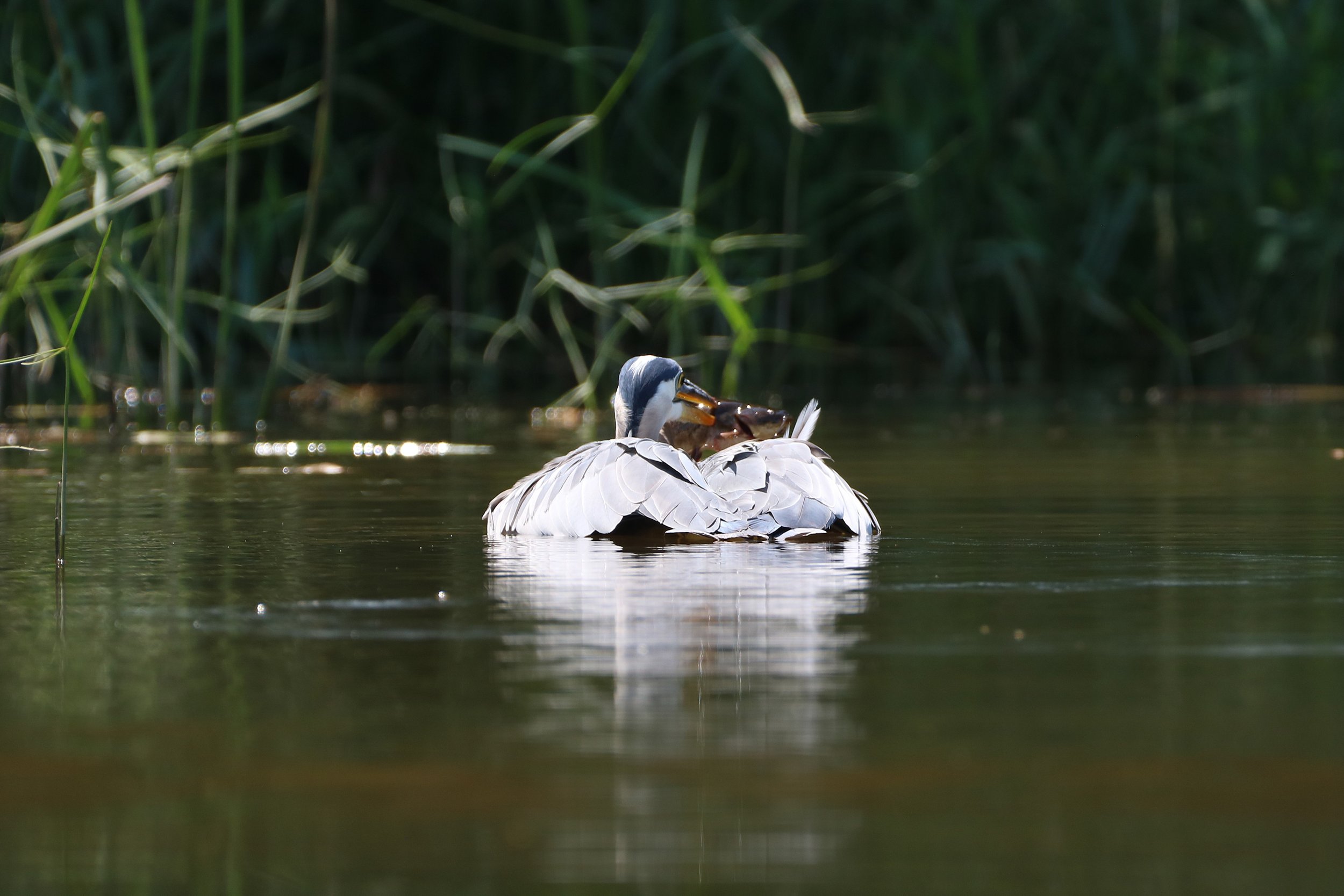 Great Blue Heron as a great blue boat