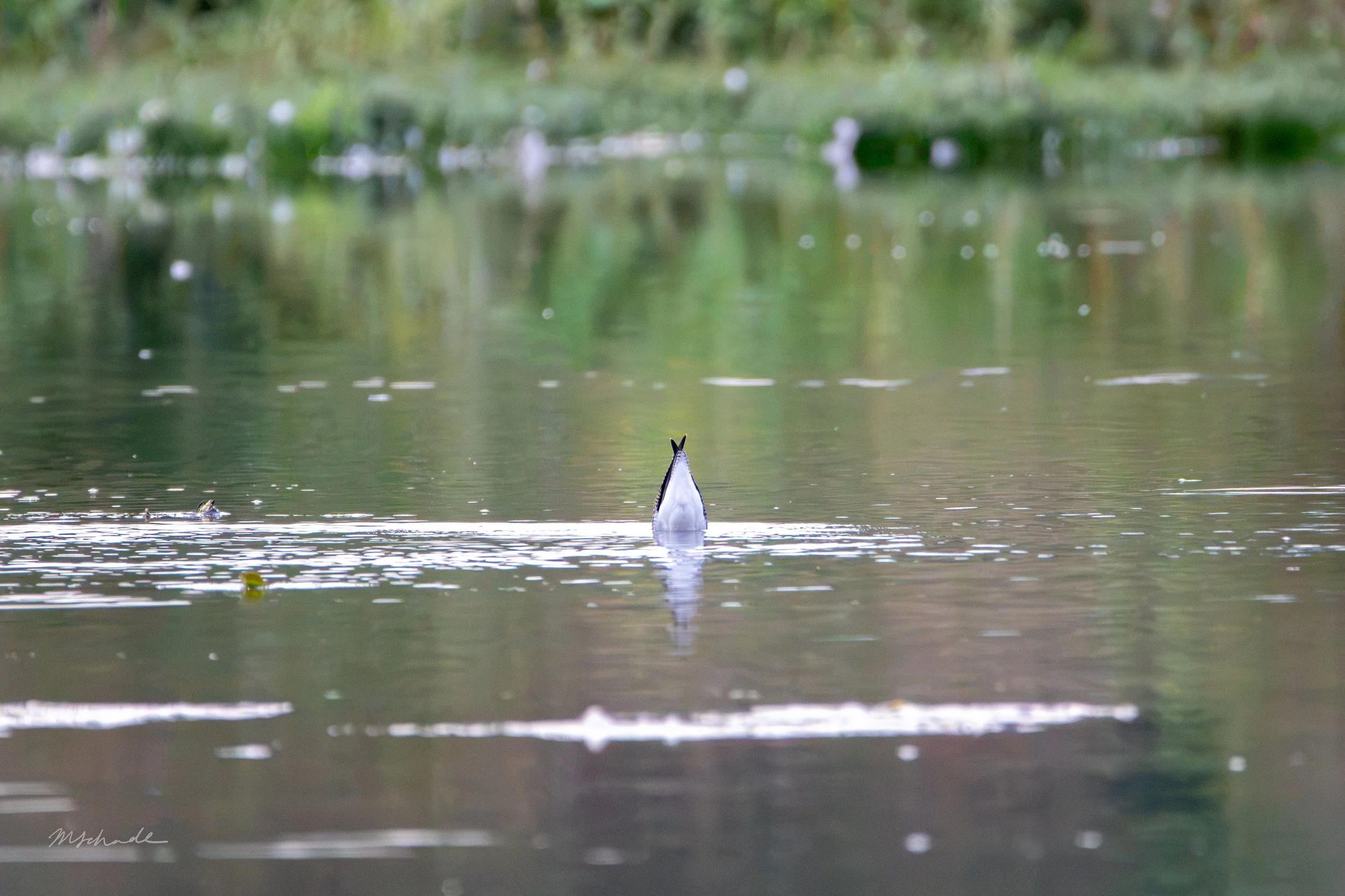 Greater Yellowlegs bottoms up.jpg