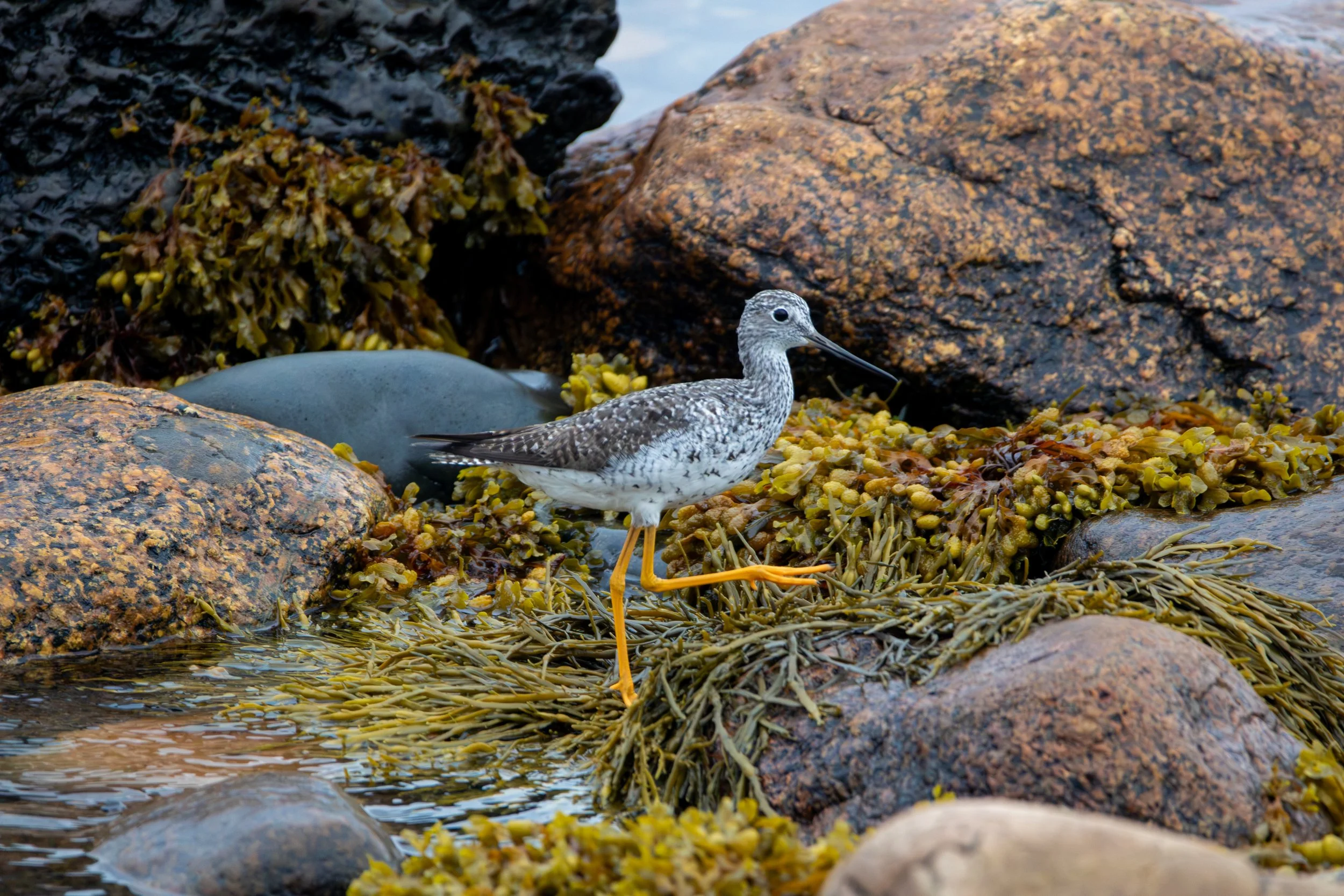 Gros Morne National Park, NL, 2026-08-17