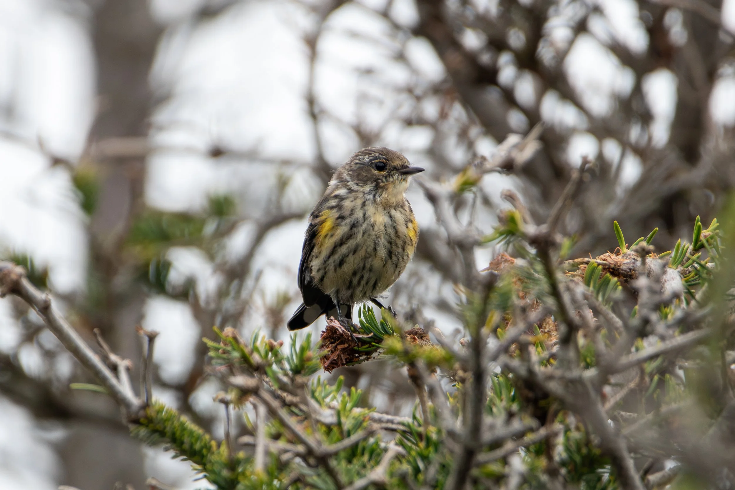 Gros Morne National Park, NL, 2026-08-10