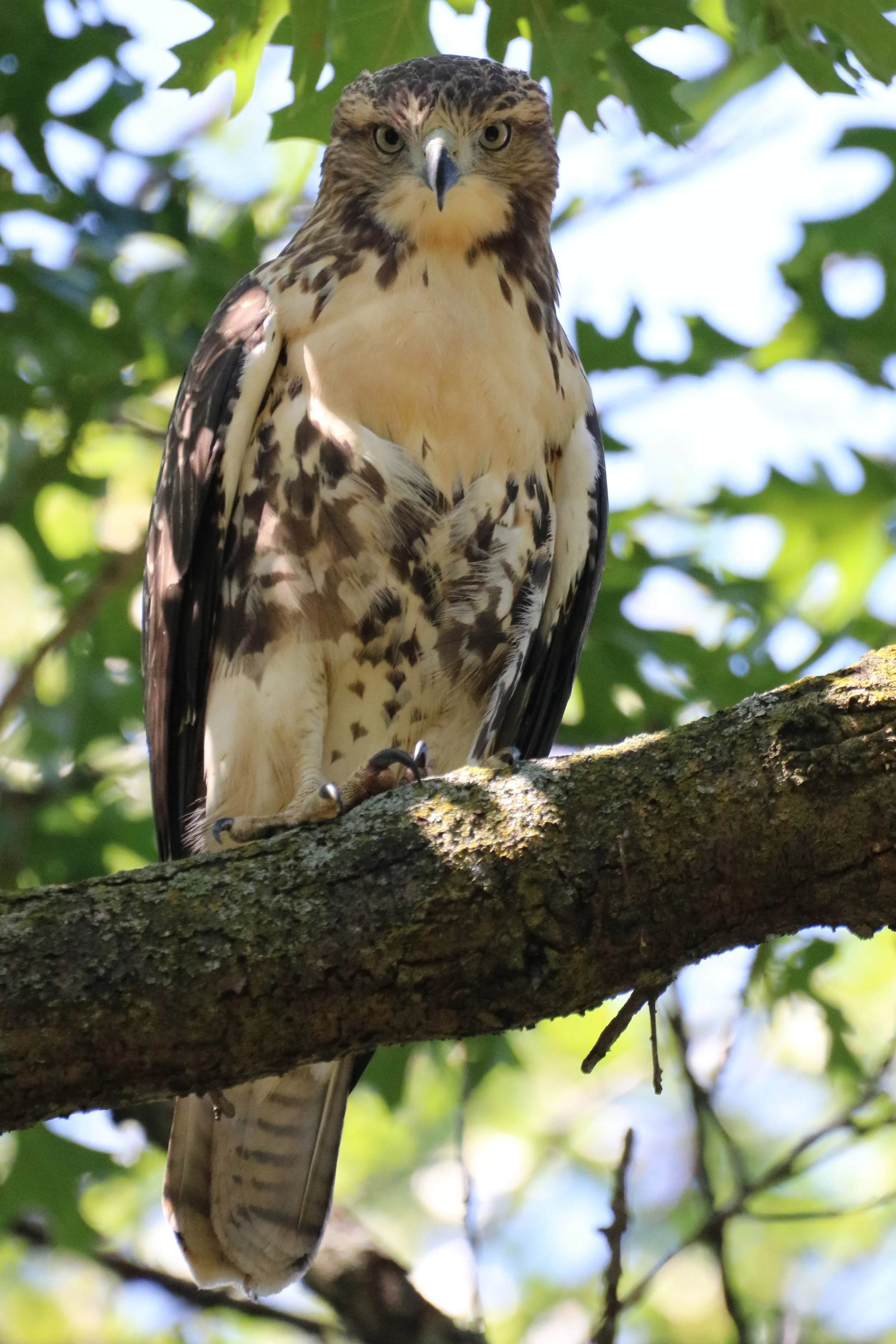 Hawk too, huh.