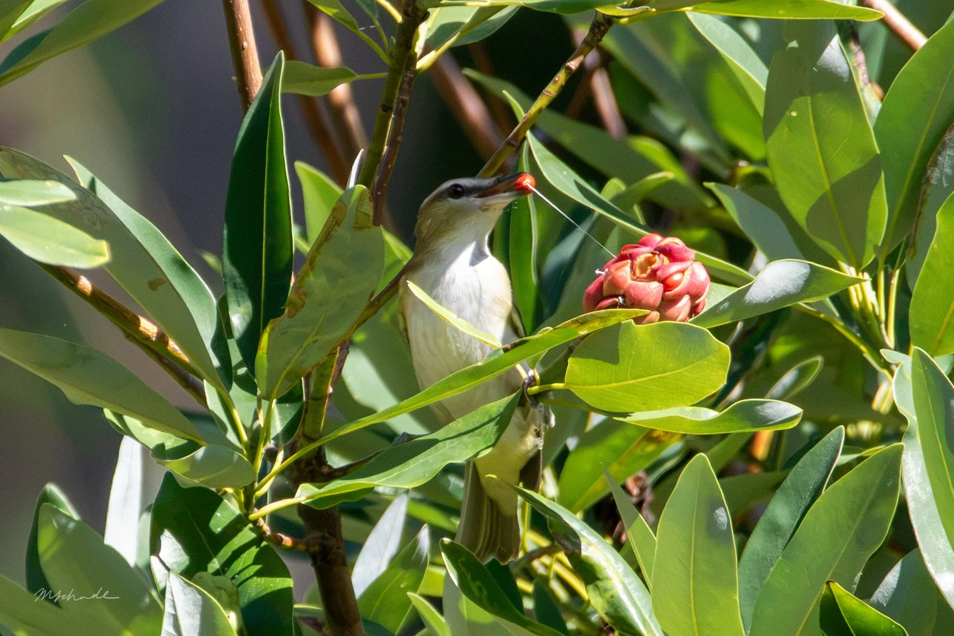 Red-eyed Vireo fruit.jpg