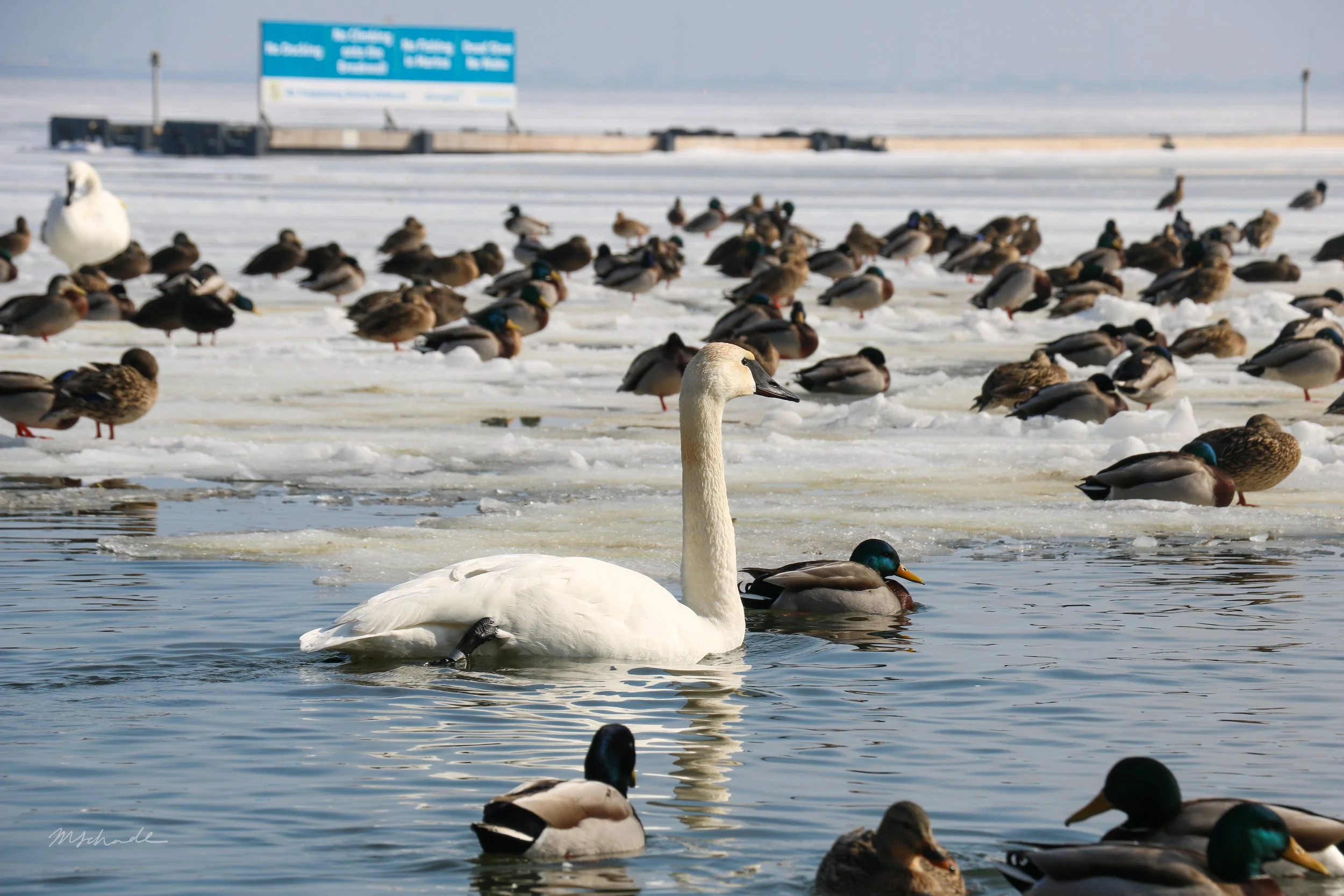 Burlington, ON, 2026-02-17 (+ Mallard)