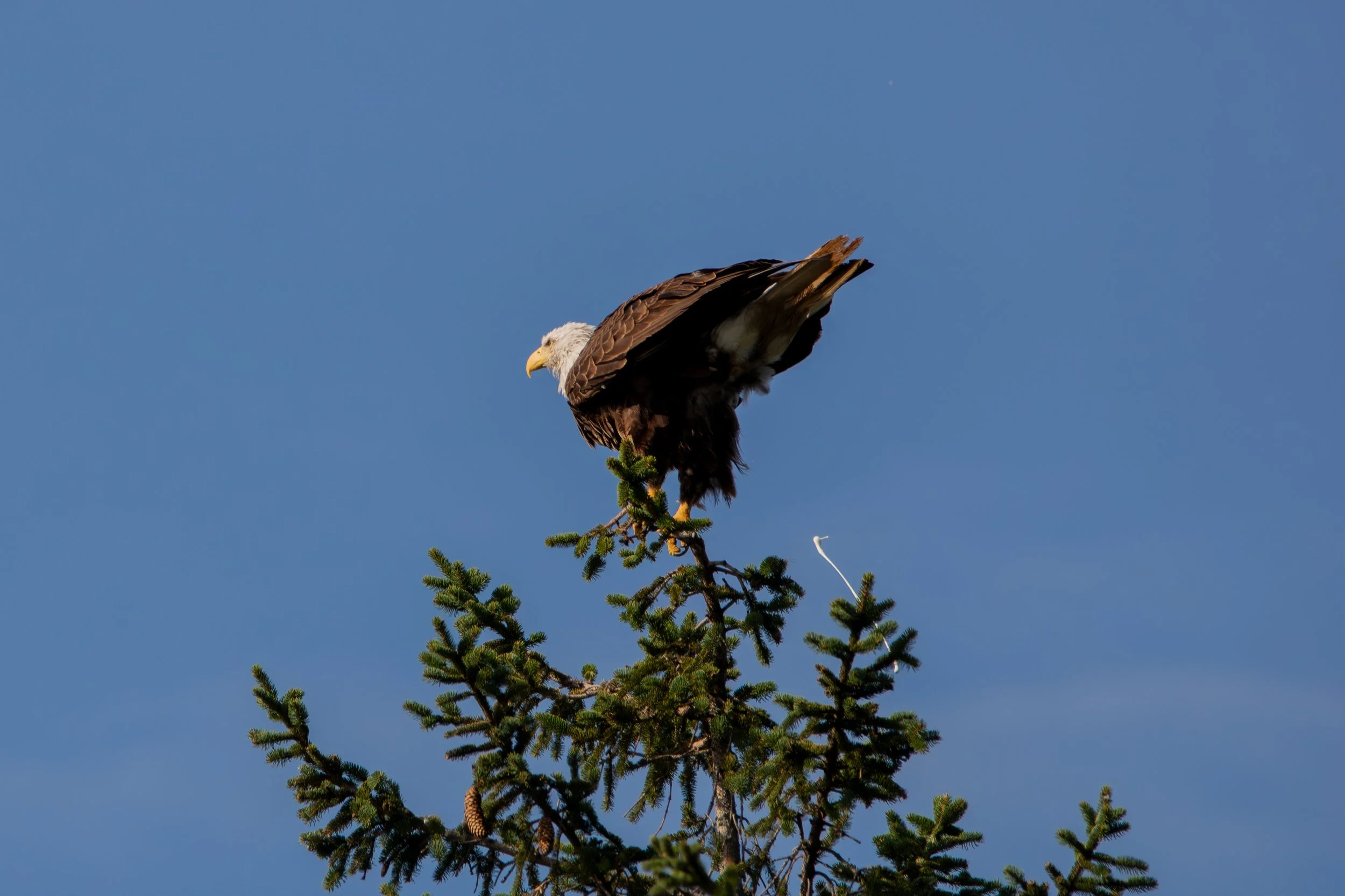 Bald Eagle pooping.jpg