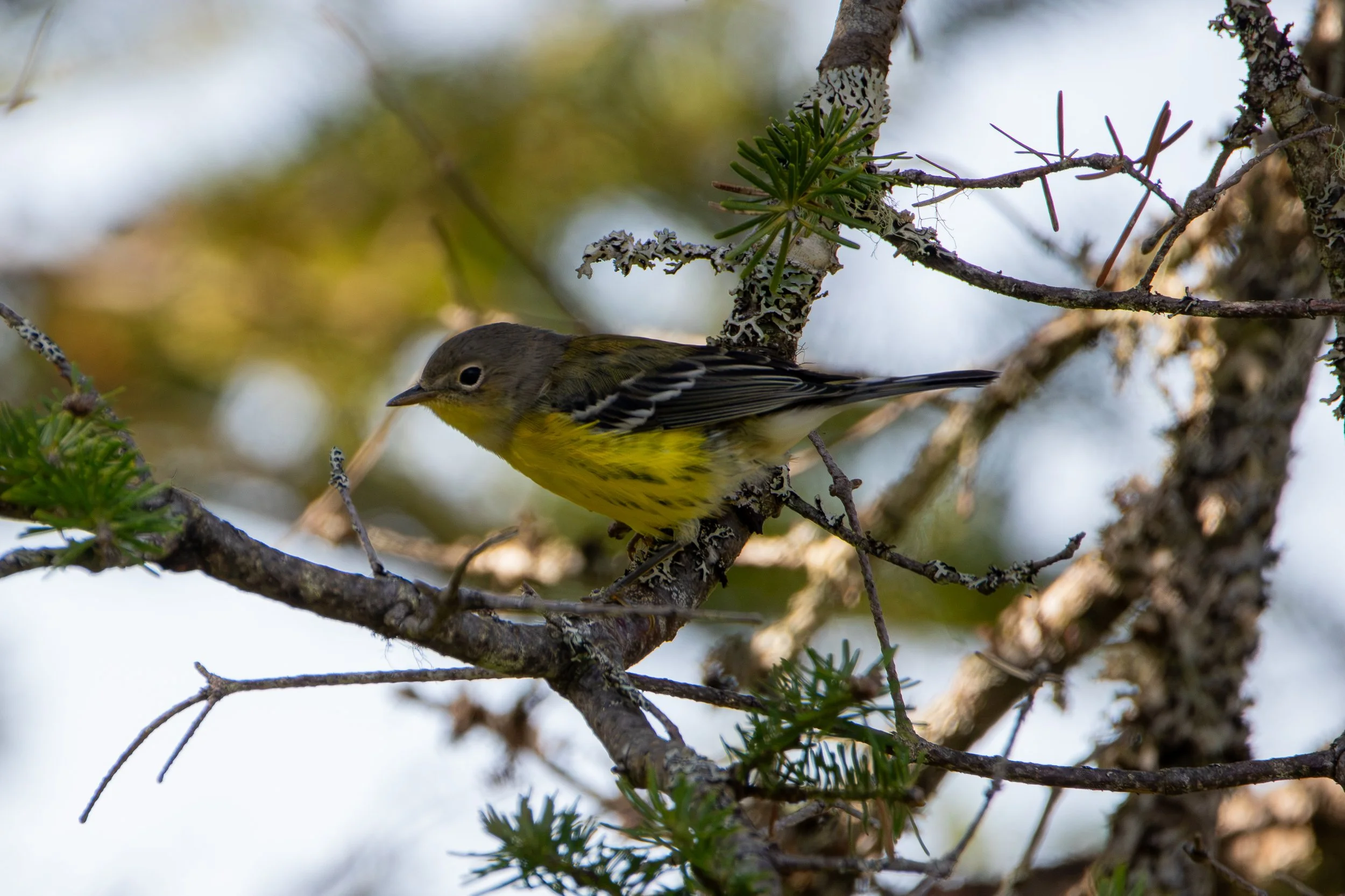Magnolia Warbler