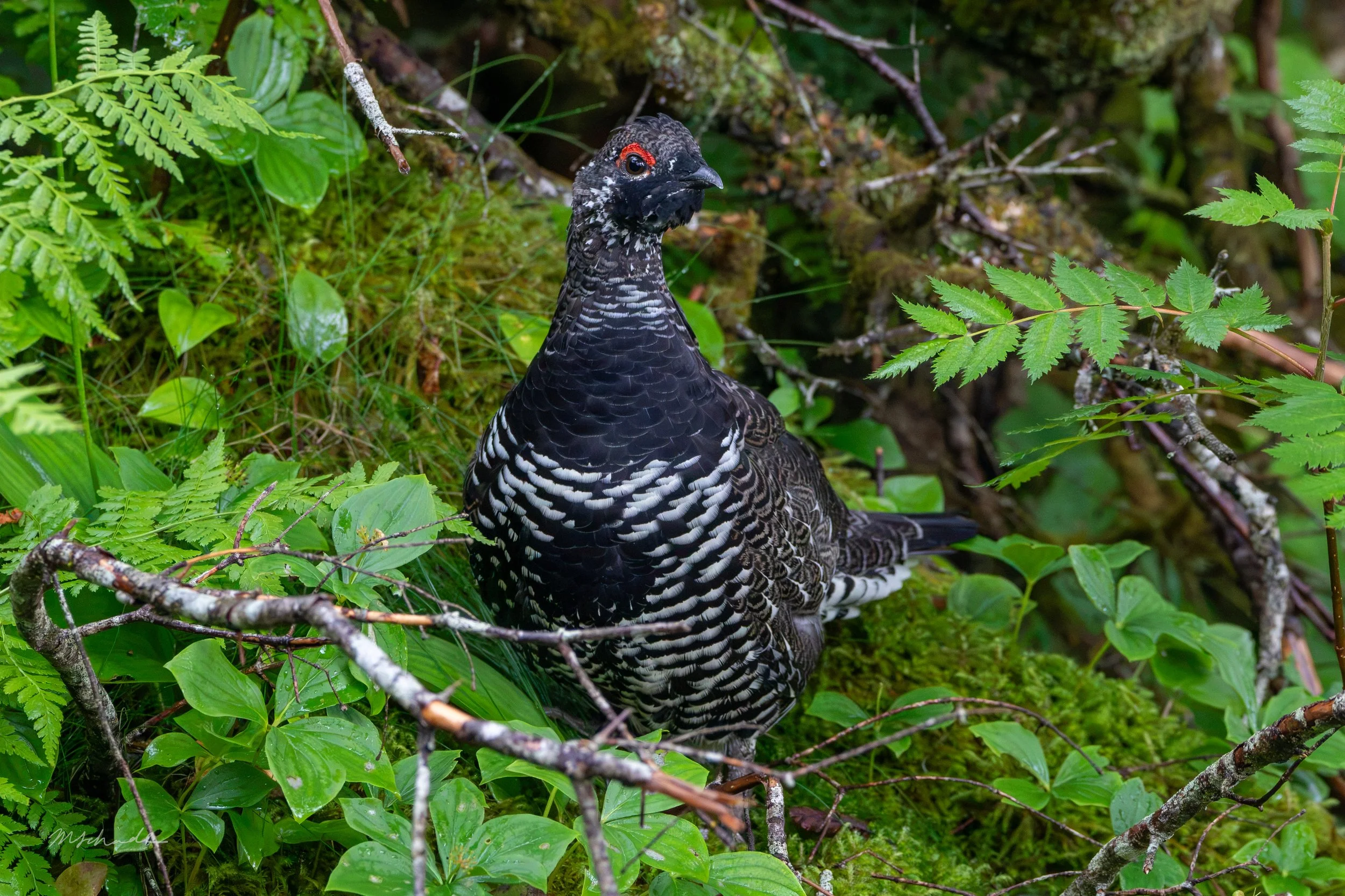 Gros Morne NP, NL, 2026-08-13