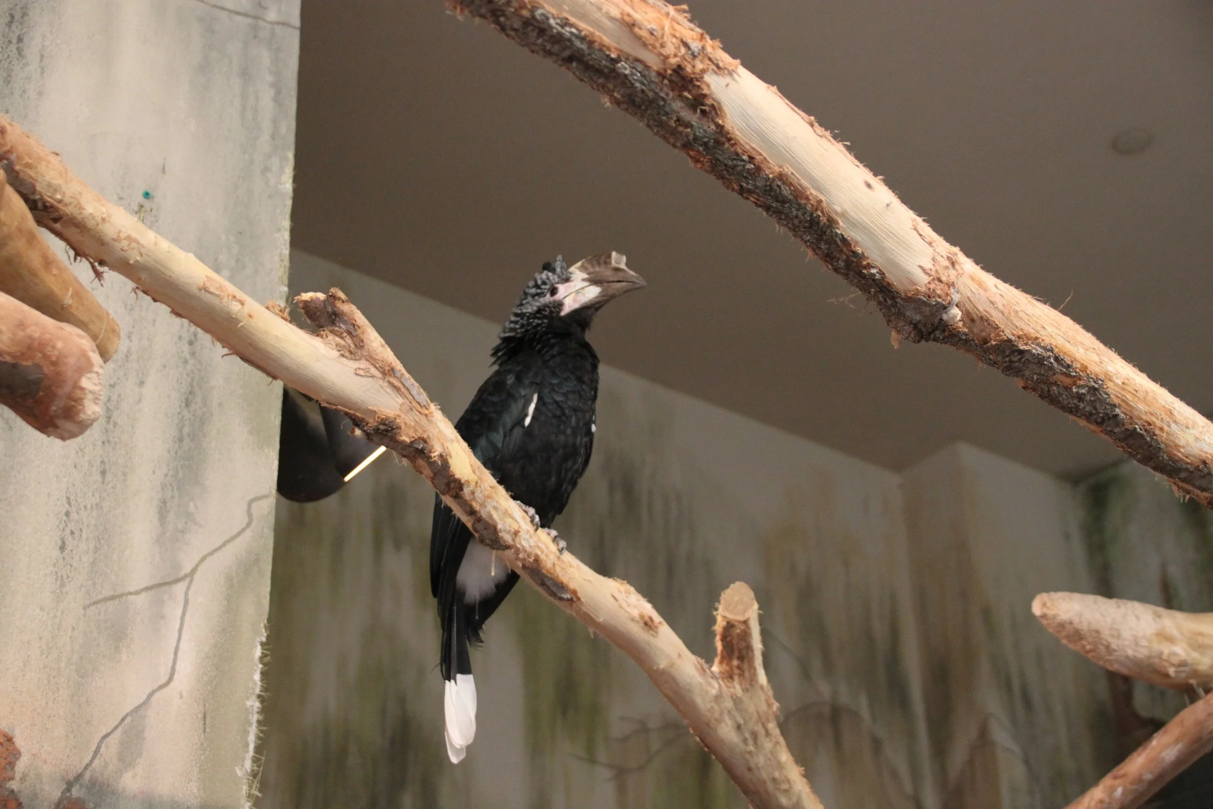 Silvery-Cheeked Hornbill 2.JPG