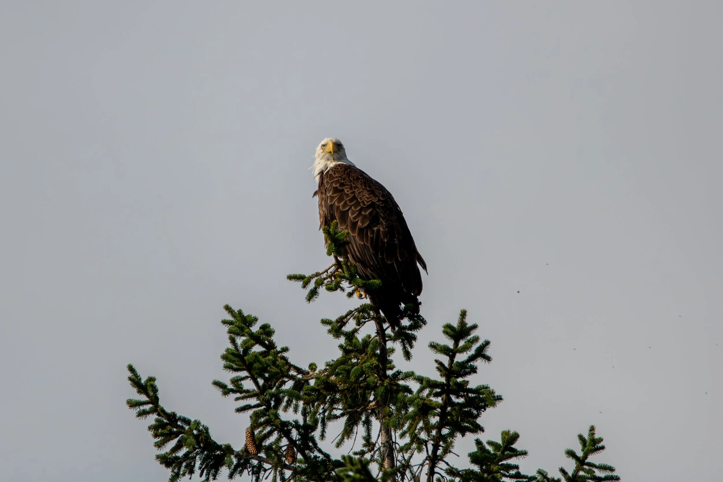 Bald Eagle