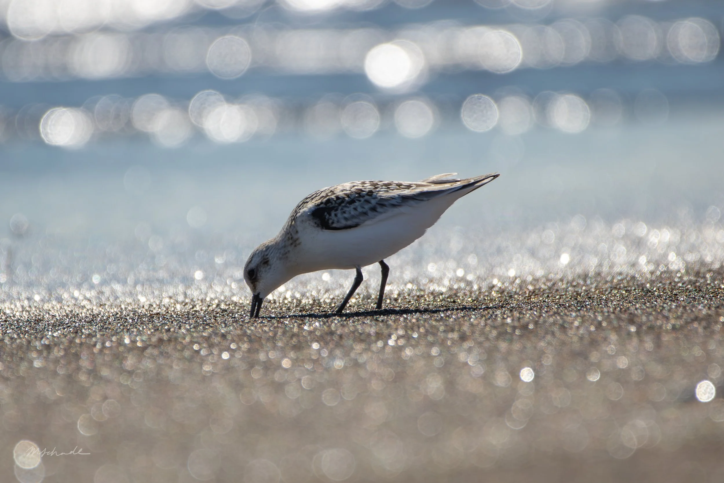 Point Pelee NP, ON, 2026-09-18