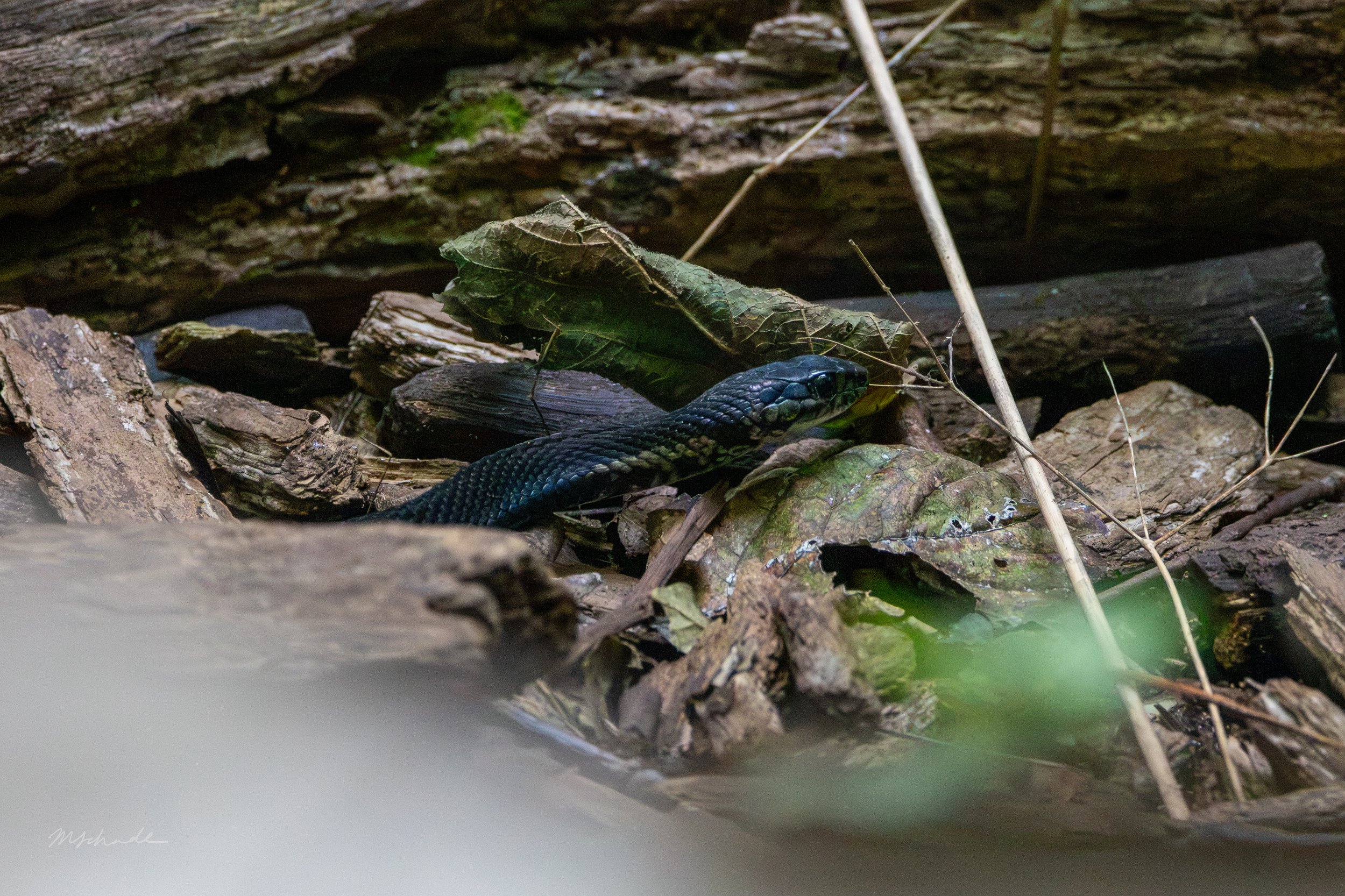 Pelee Island, ON, 2026-09-18