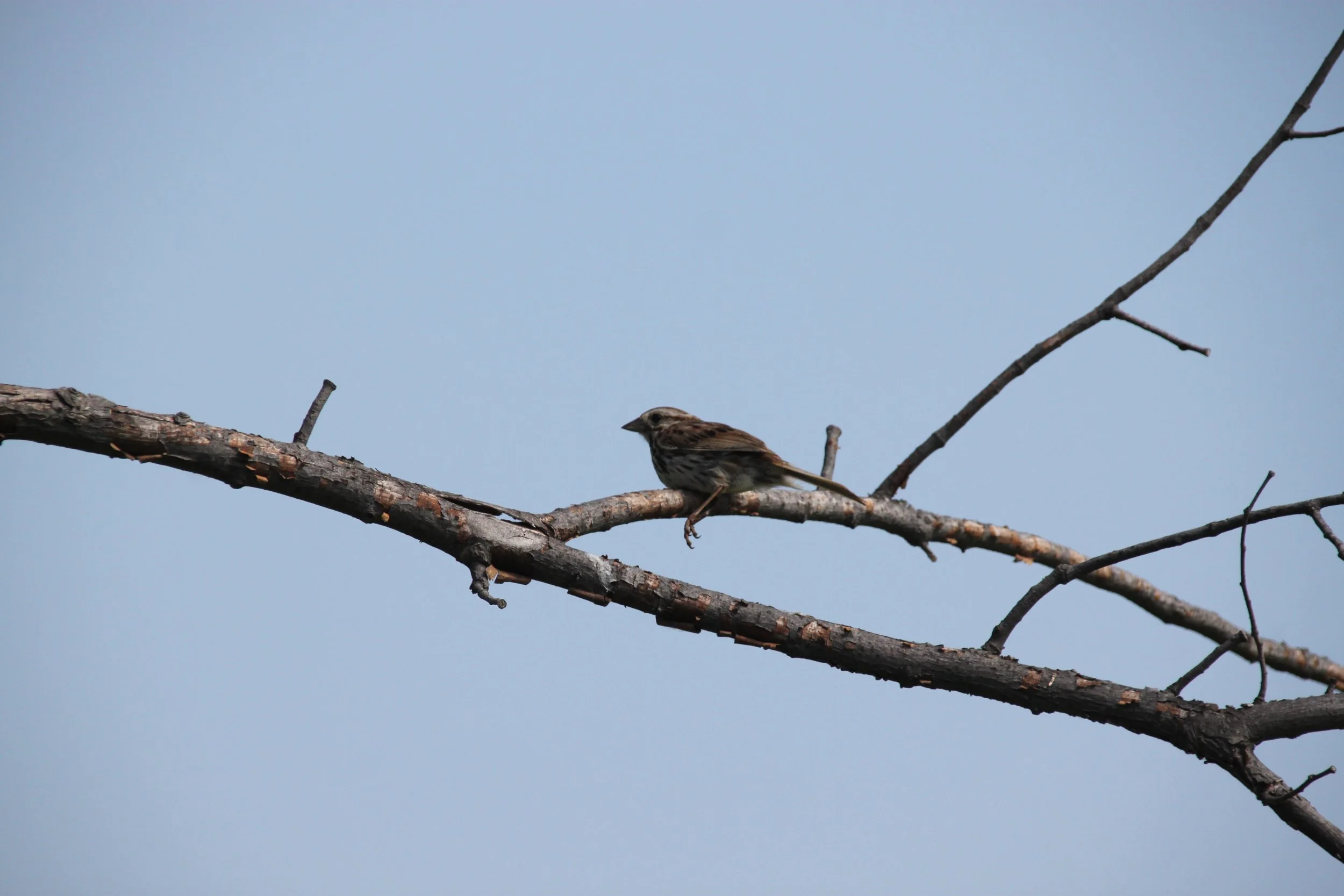IMG_8460.JPG
