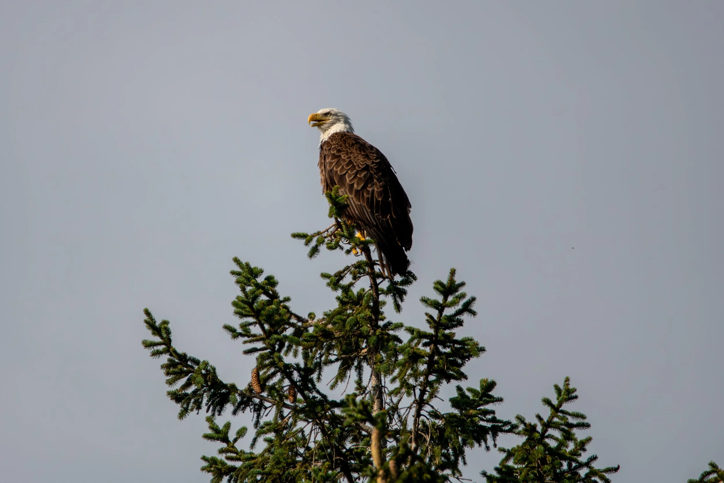 Bronte, ON, 2026-08-19