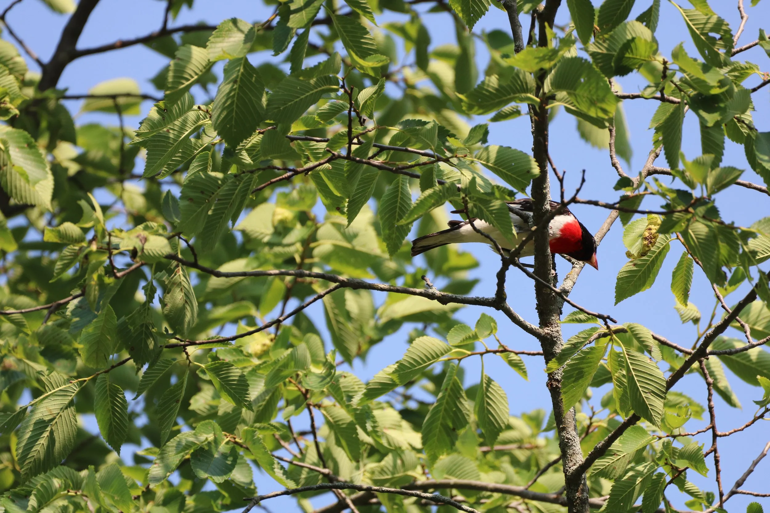Conestogo, ON, 2026-06-13