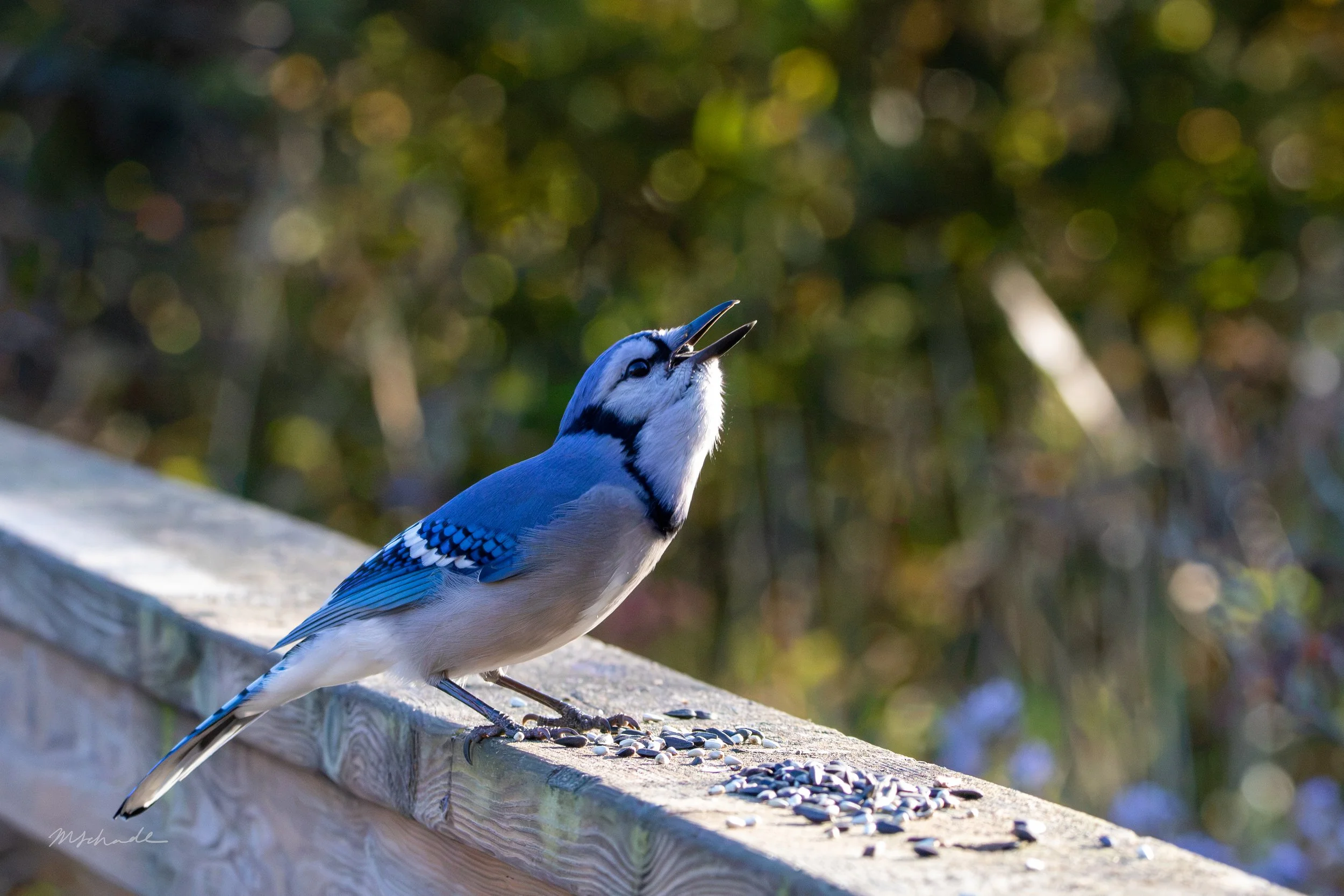 Blue Jay eating.jpg