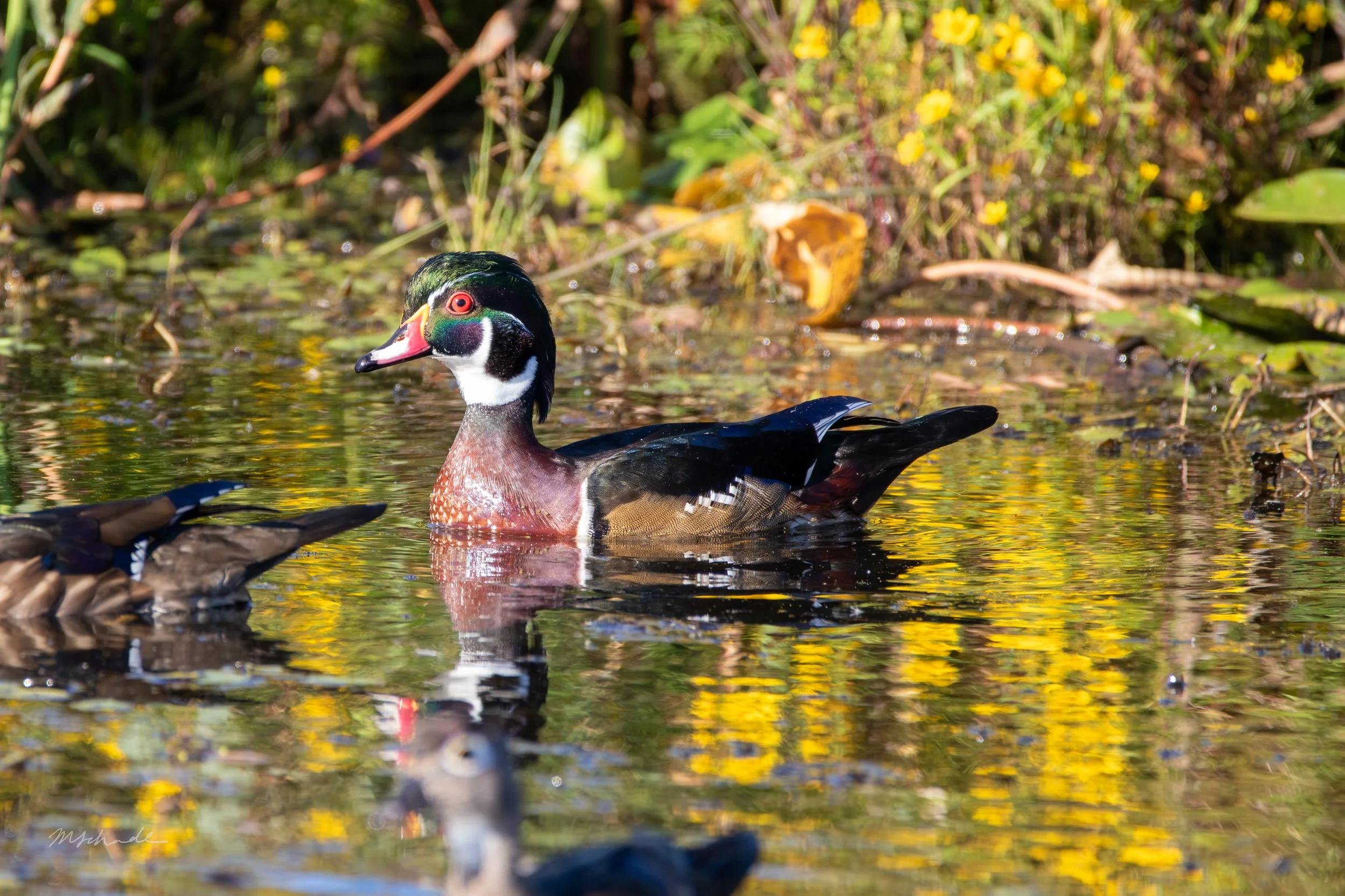Point Pelee NP, ON, 2026-09-18