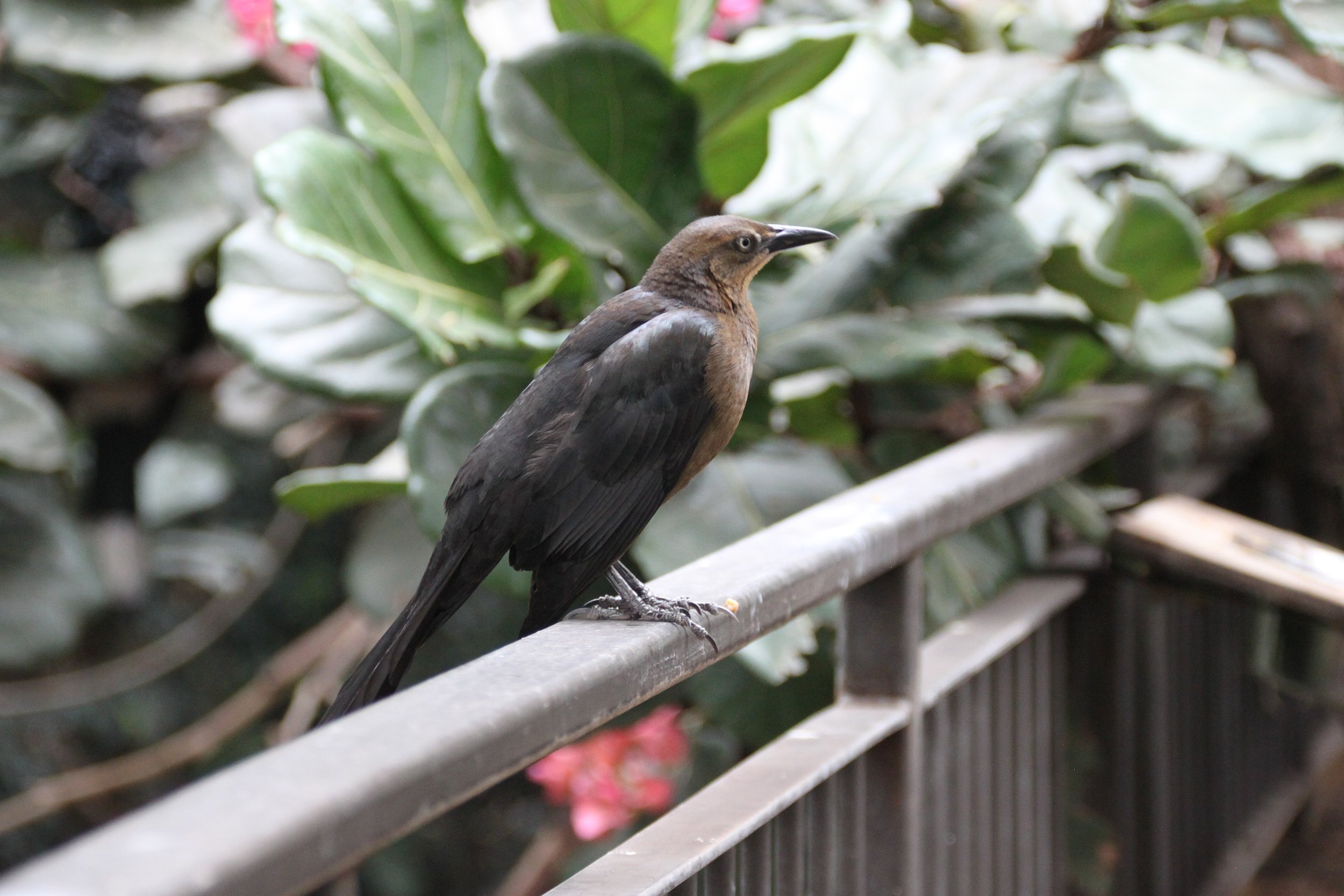 Great-tailed Grackle.JPG